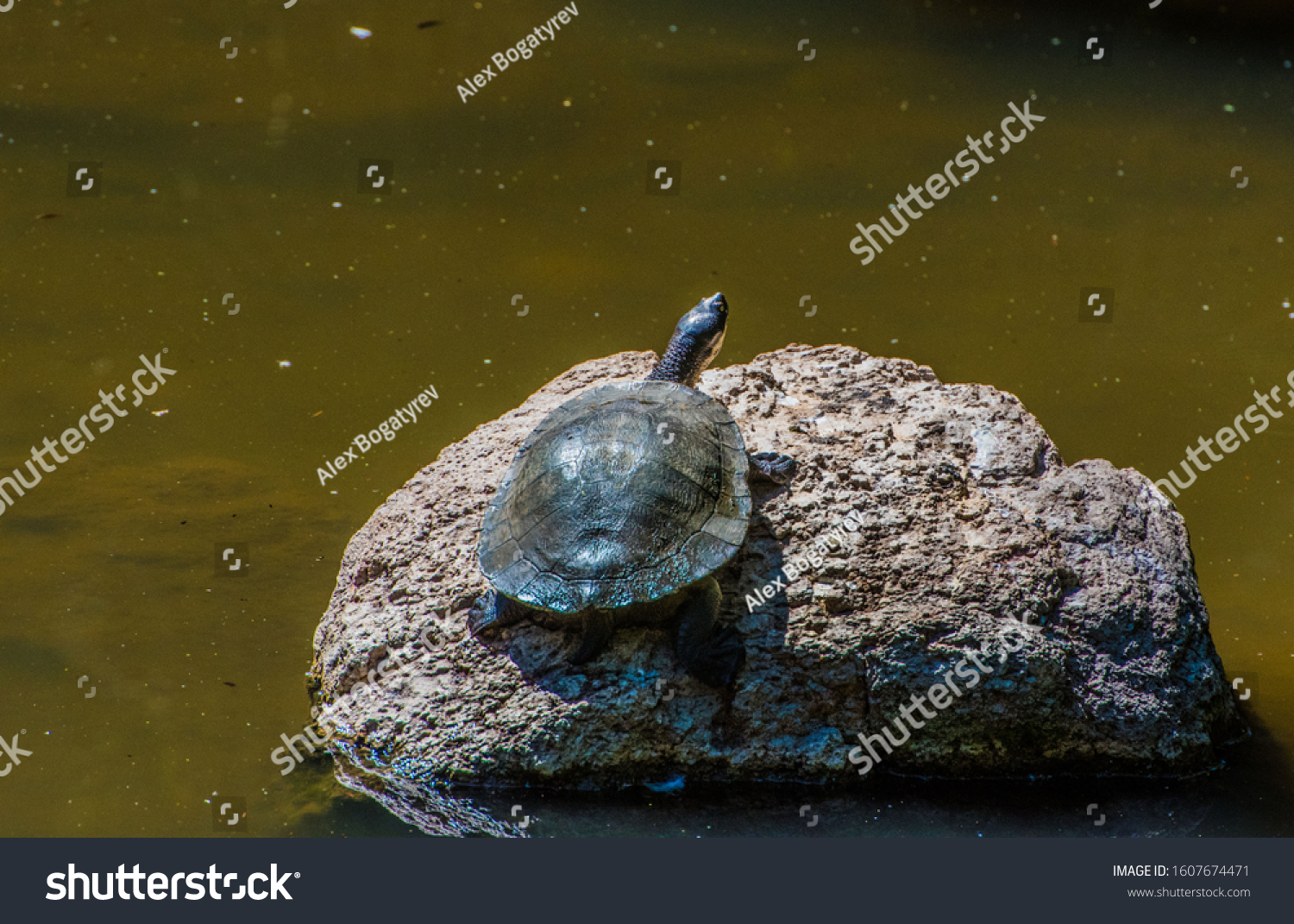 40 Macquarie river turtle Images, Stock Photos & Vectors | Shutterstock