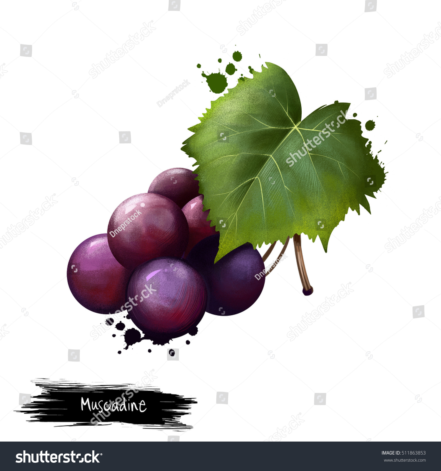 Muscadine Stock Illustrations, Images & Vectors | Shutterstock