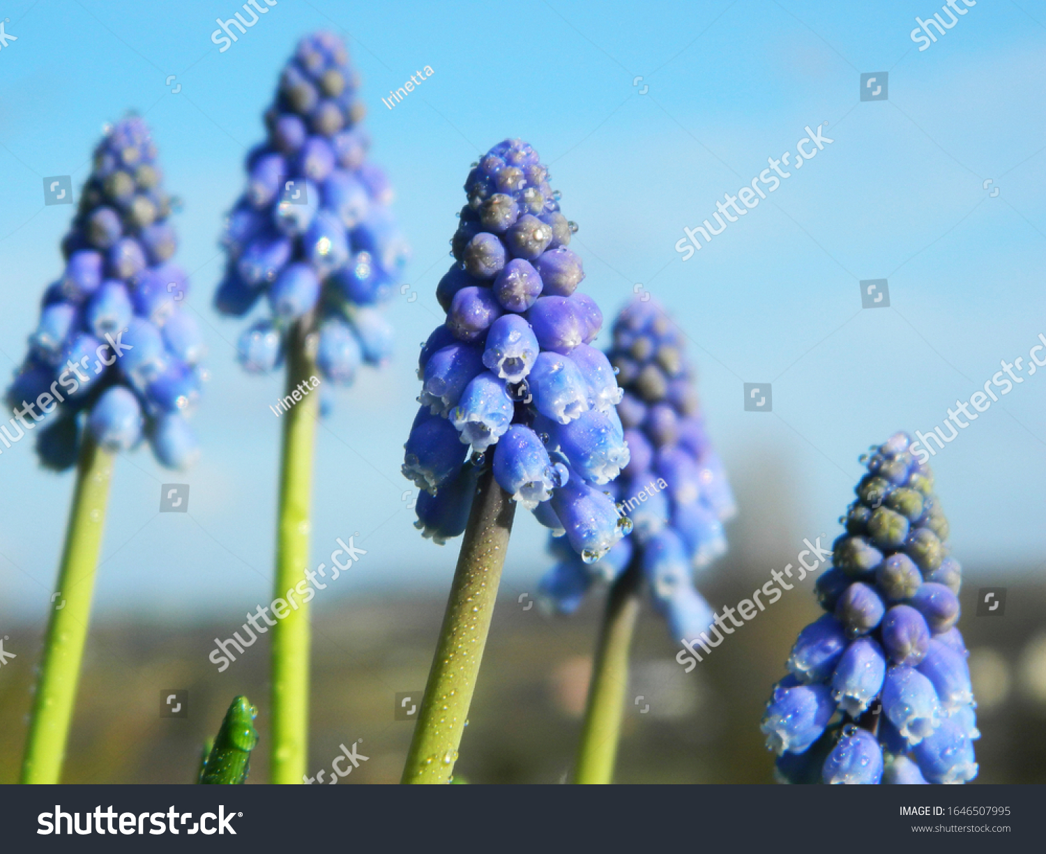 青い空と春の風景の背景にムスカリの春の花 春の晴れの日 接写 の写真素材 今すぐ編集