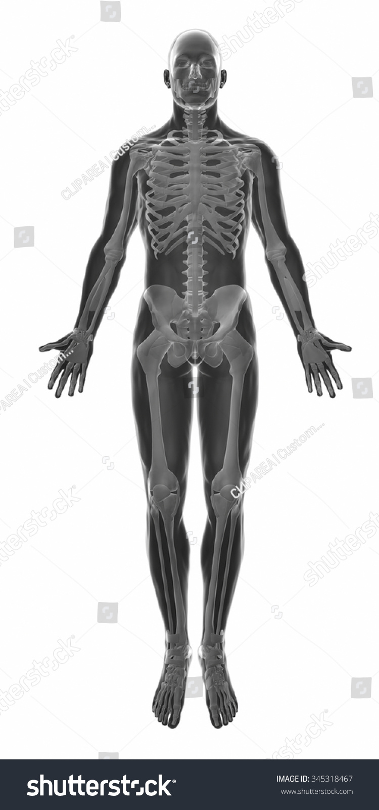 Muscle Anatomy Isolated - Stock Photo 345318467 : Shutterstock