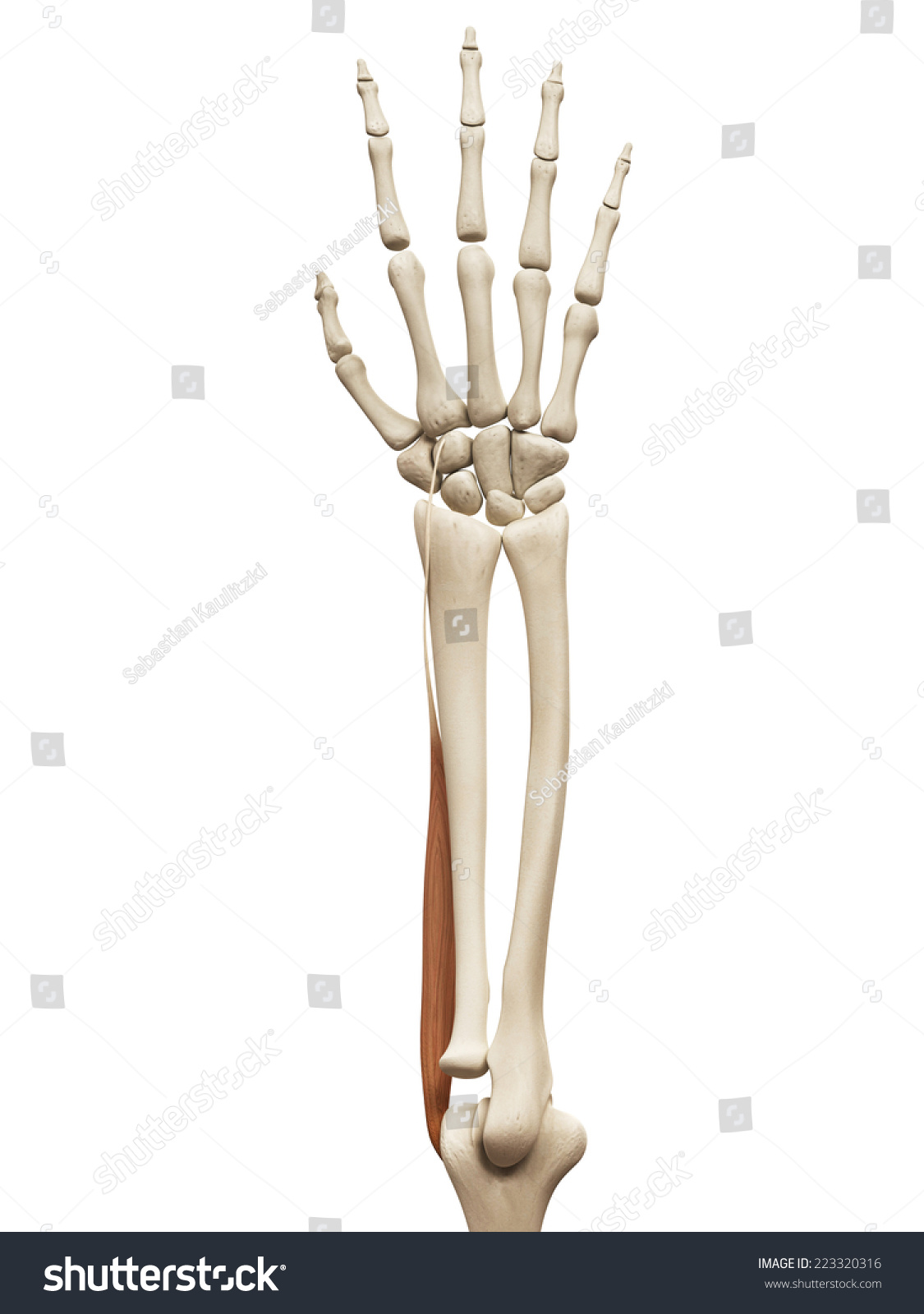 Muscle Anatomy Extensor Carpi Radialis Longus Ilustrações Stock 223320316