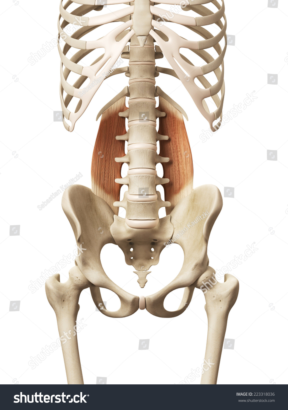 Quadratus Lumborum Anatomy