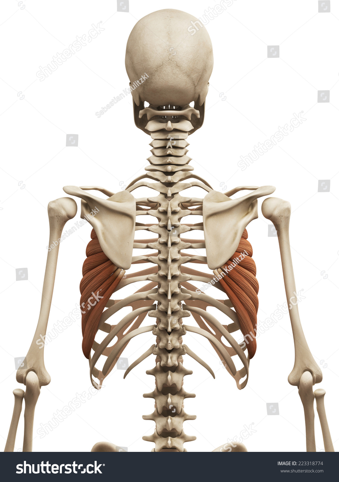 Muscle Anatomy - The Serratus Anterior Stock Photo 223318774 : Shutterstock