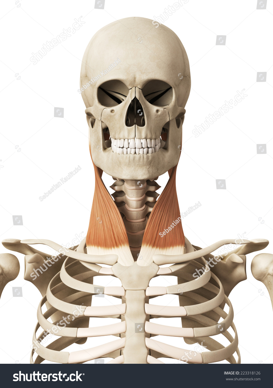 Muscle Anatomy Sternocleidomastoid Stock Illustration 223318126