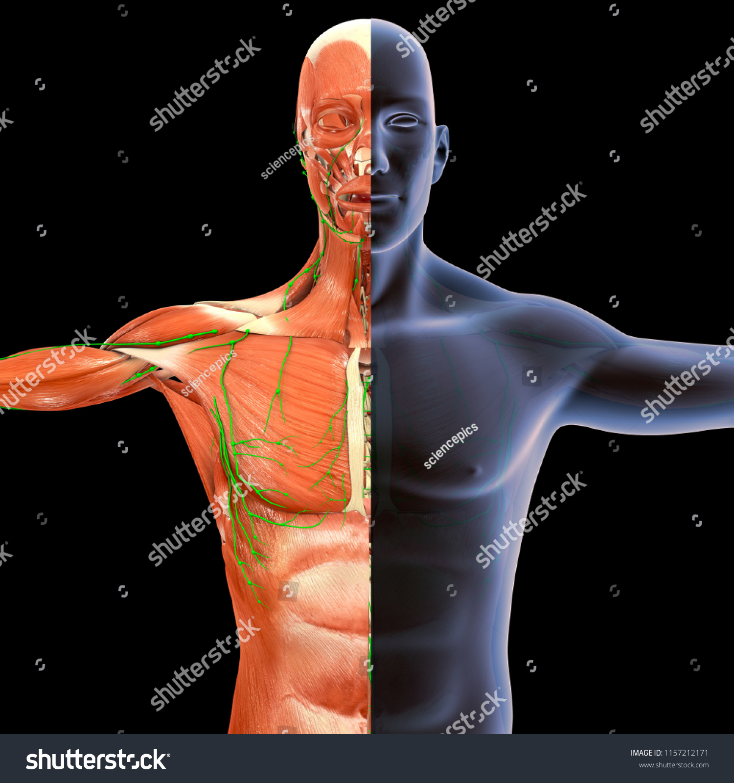 Muscle Anatomy Lymphnodes Intersection Anterior View Stock Illustration 