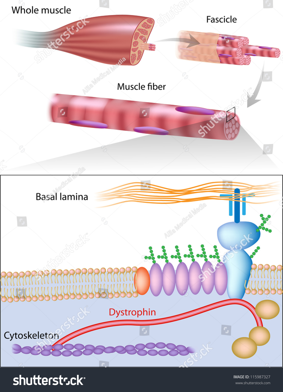 Muscle Fiber Structure Showing Dystrophin Location Stock Illustration ...