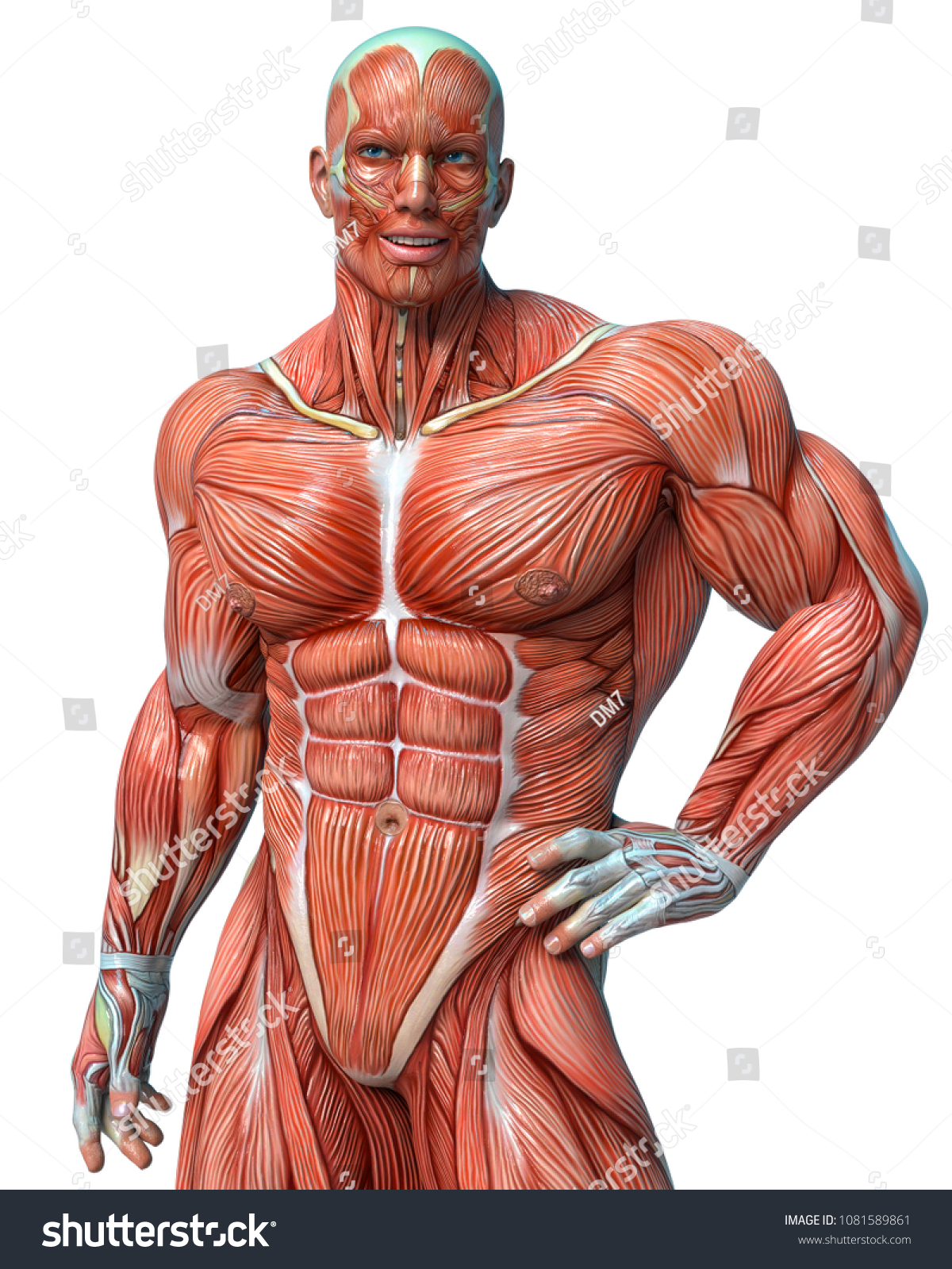 Muscle Man Anatomy White Background 3d Stock Illustration 1081589861