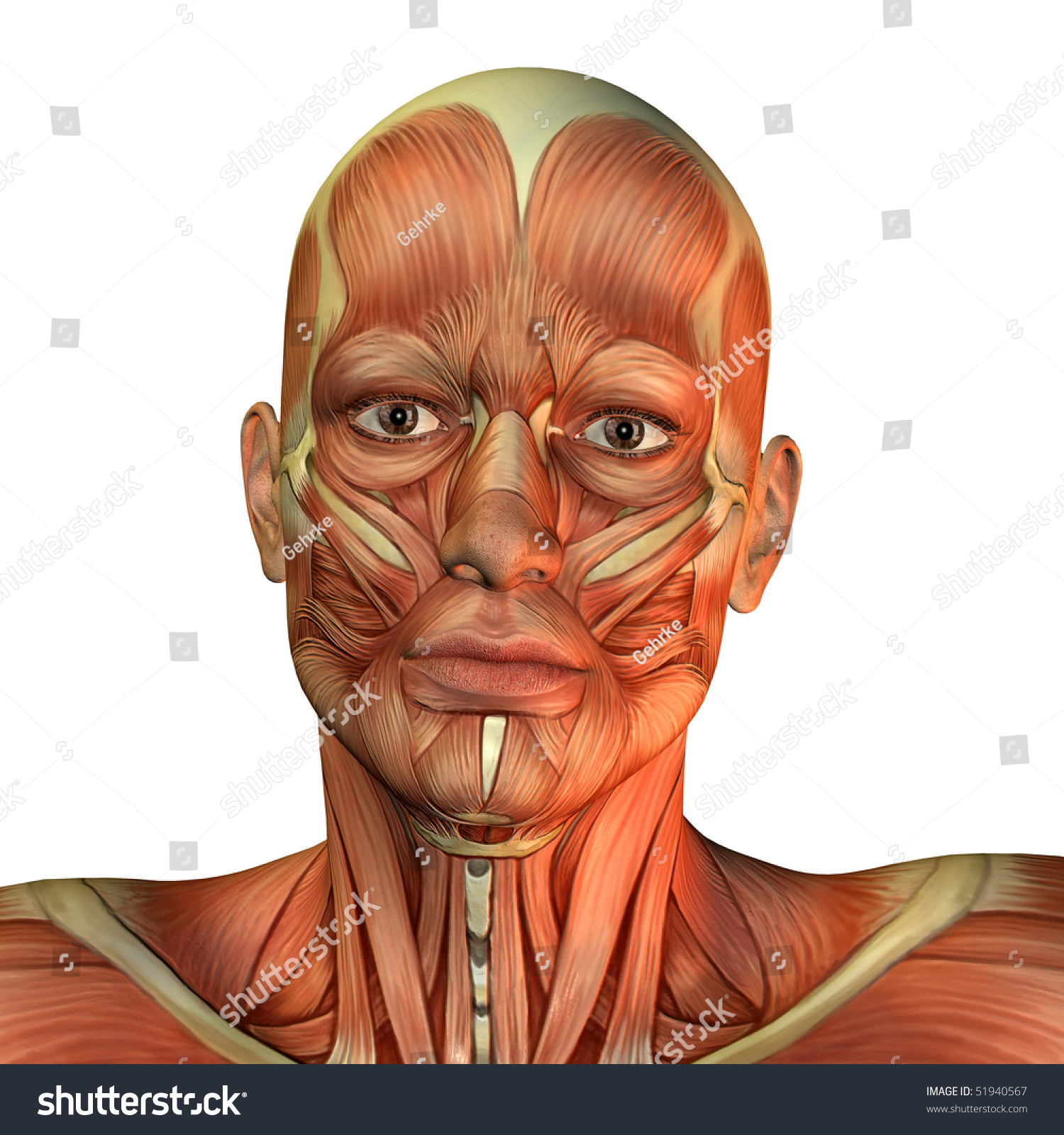 Muscle Mans Face Front View Stock Illustration 51940567 - Shutterstock