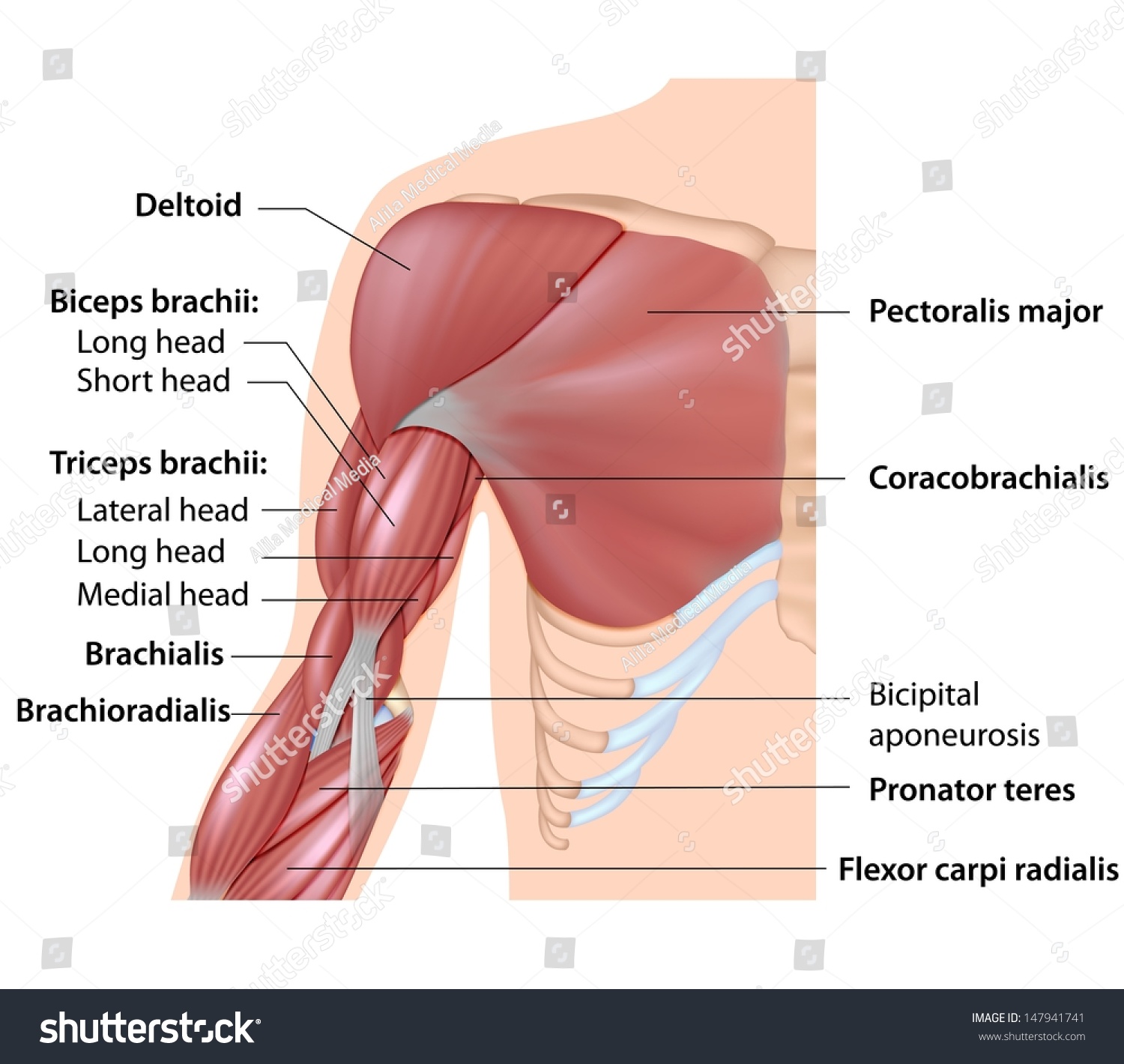 Muscles Arm Anatomy Labeled Diagram Stock Illustration 147941741