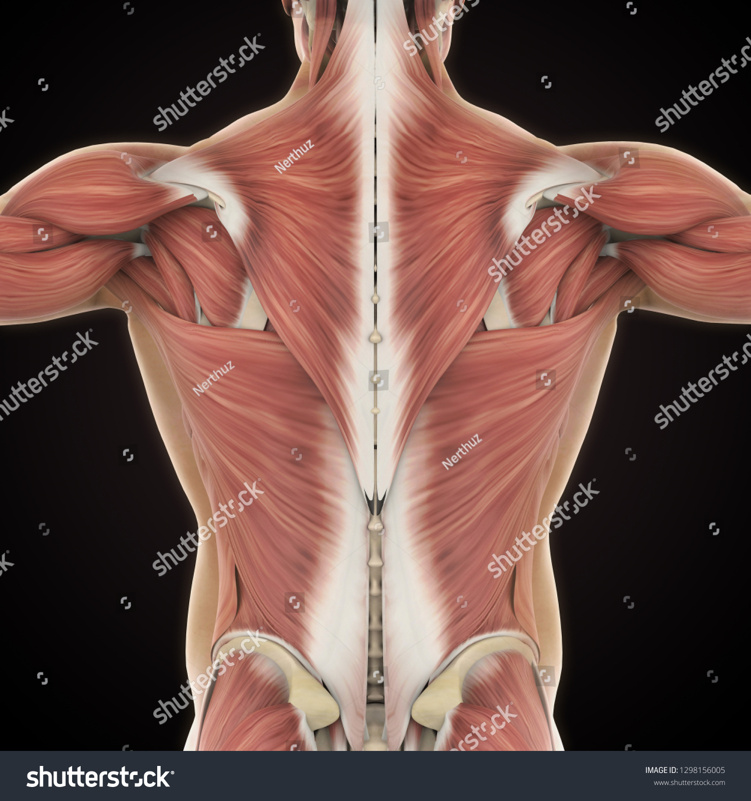 Muscles Back Anatomy 3d Rendering Stock Illustration 1298156005