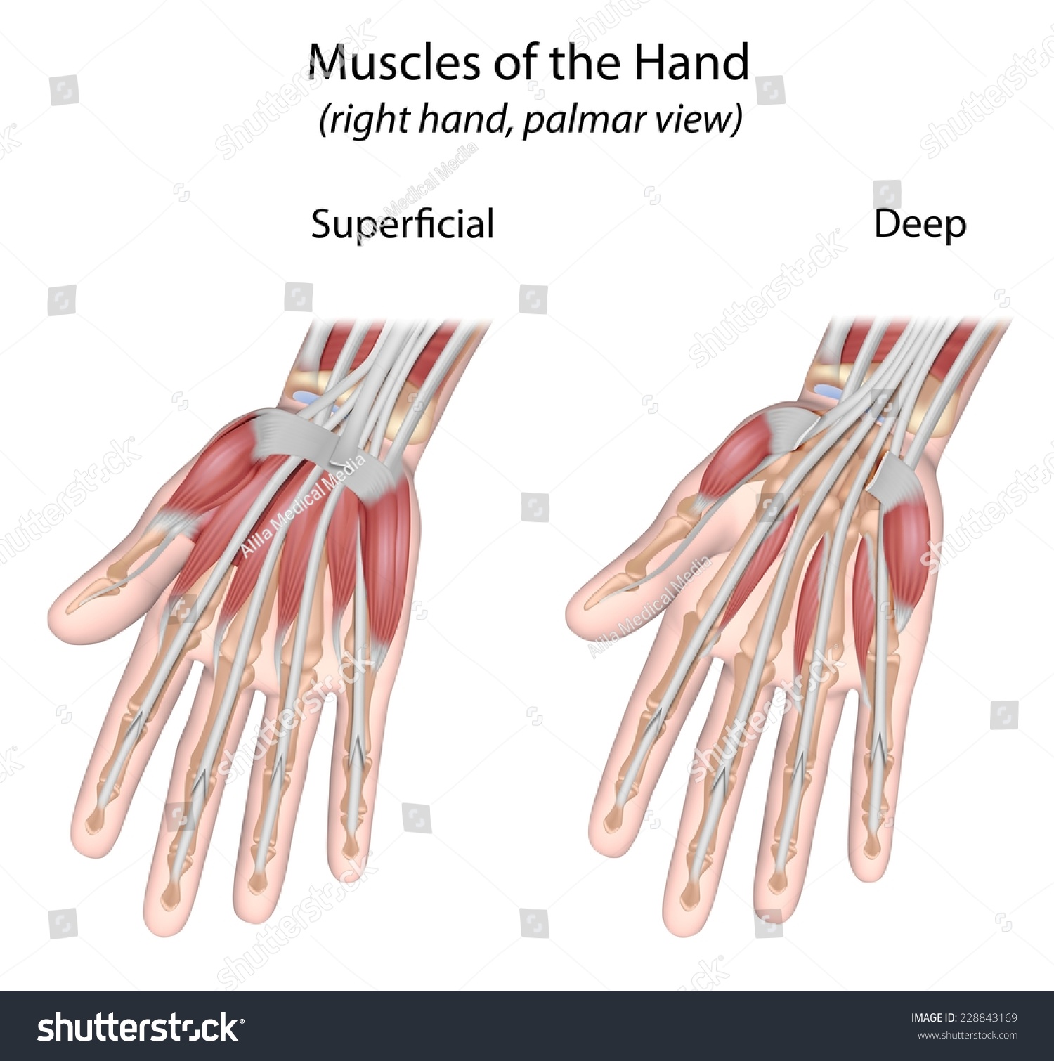 Muscles Hand Palmar View Unlabeled Stock Illustration 228843169
