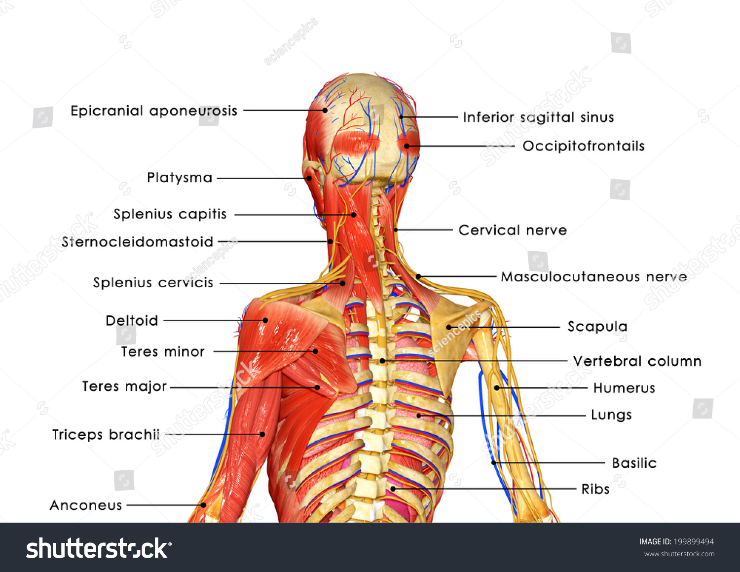 Muscular Body Labelled Stock Illustration 199899494 - Shutterstock