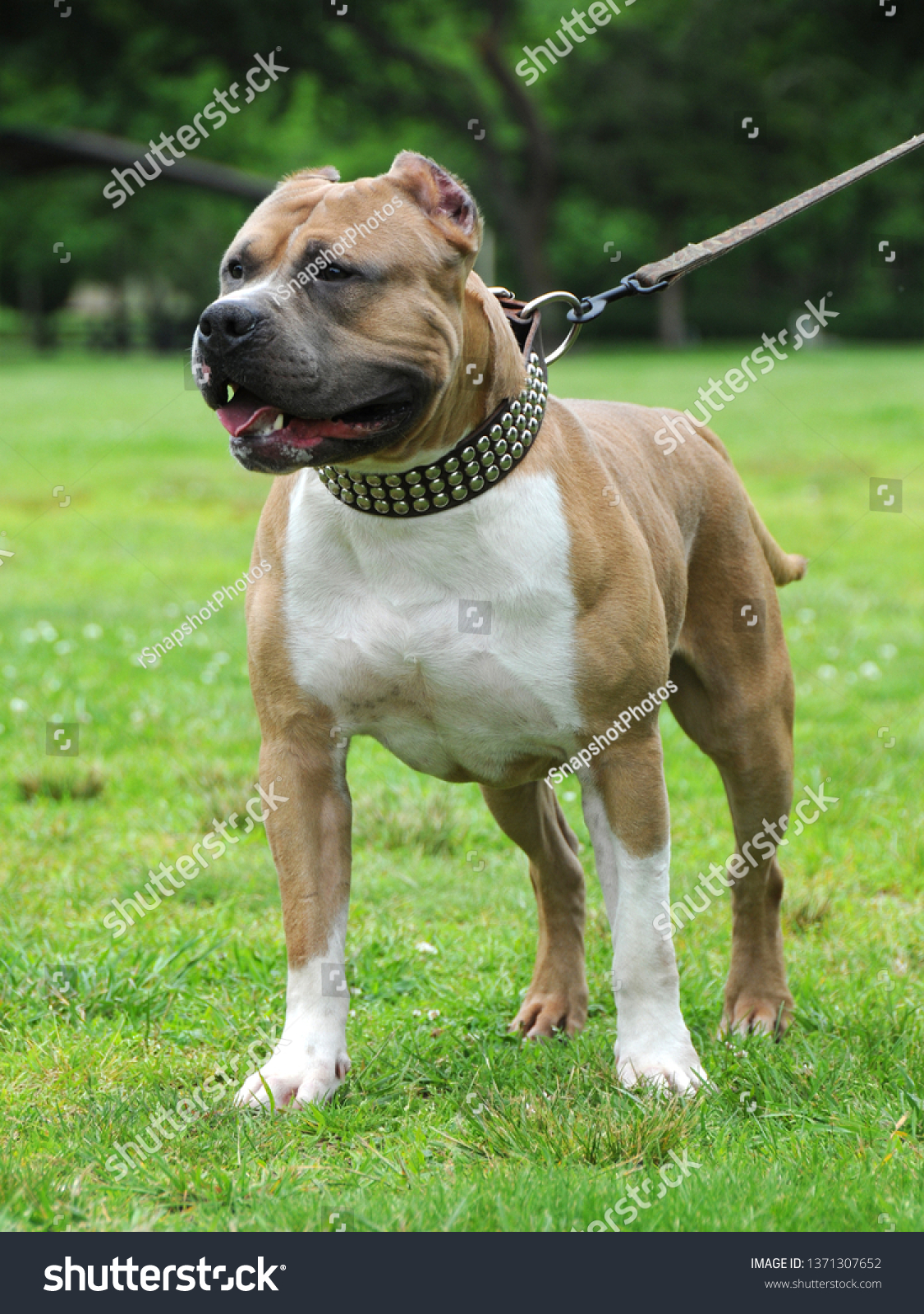 staffordshire bull terrier fawn