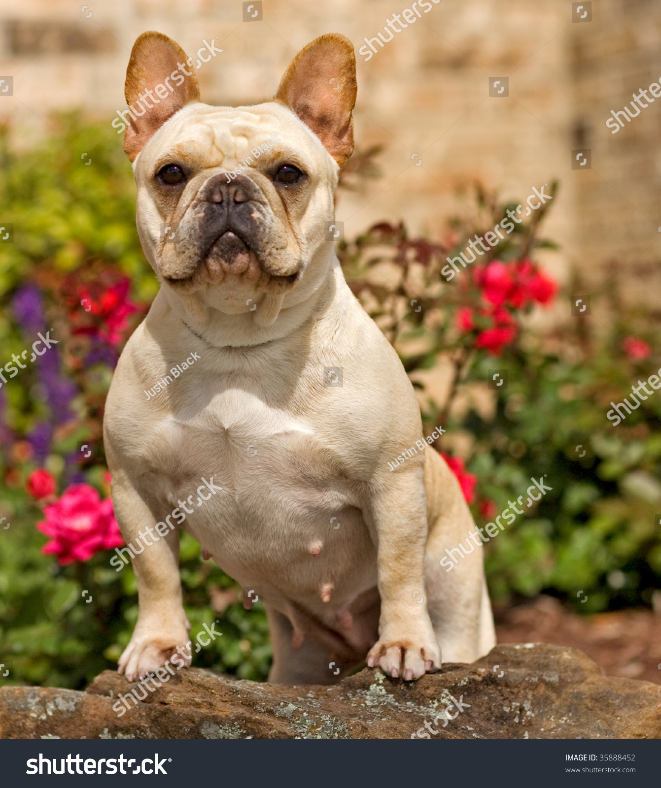 Muscular Female French Bulldog Looking. Stock Photo 35888452 : Shutterstock