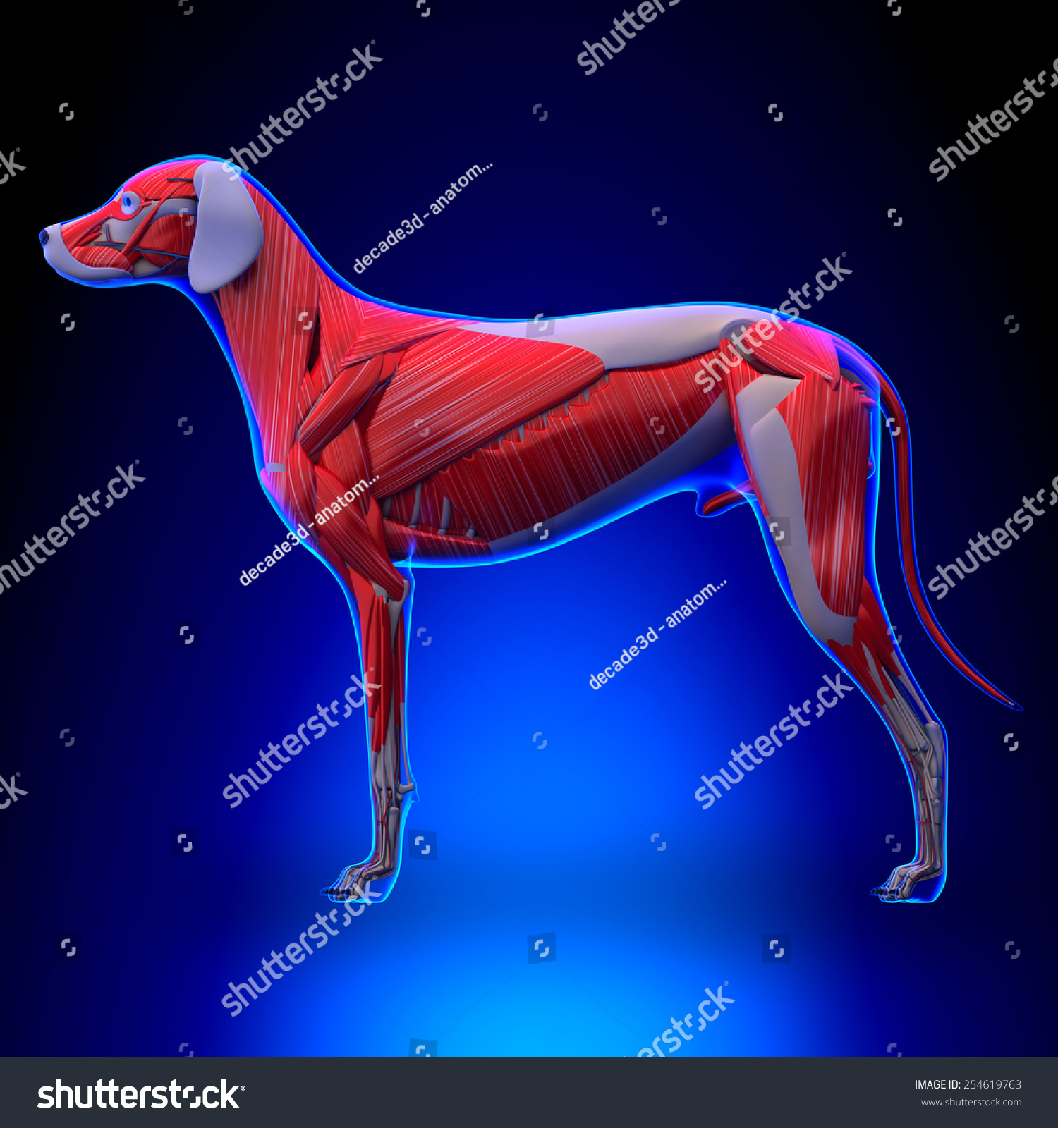 Muscular System Of The Dog Stock Photo 254619763 : Shutterstock