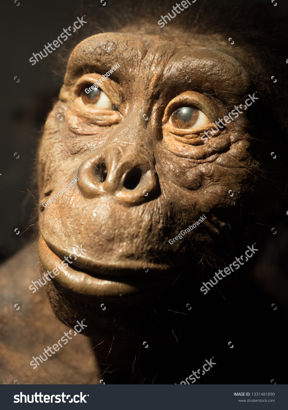 19 Lucy Fossil Images, Stock Photos & Vectors 