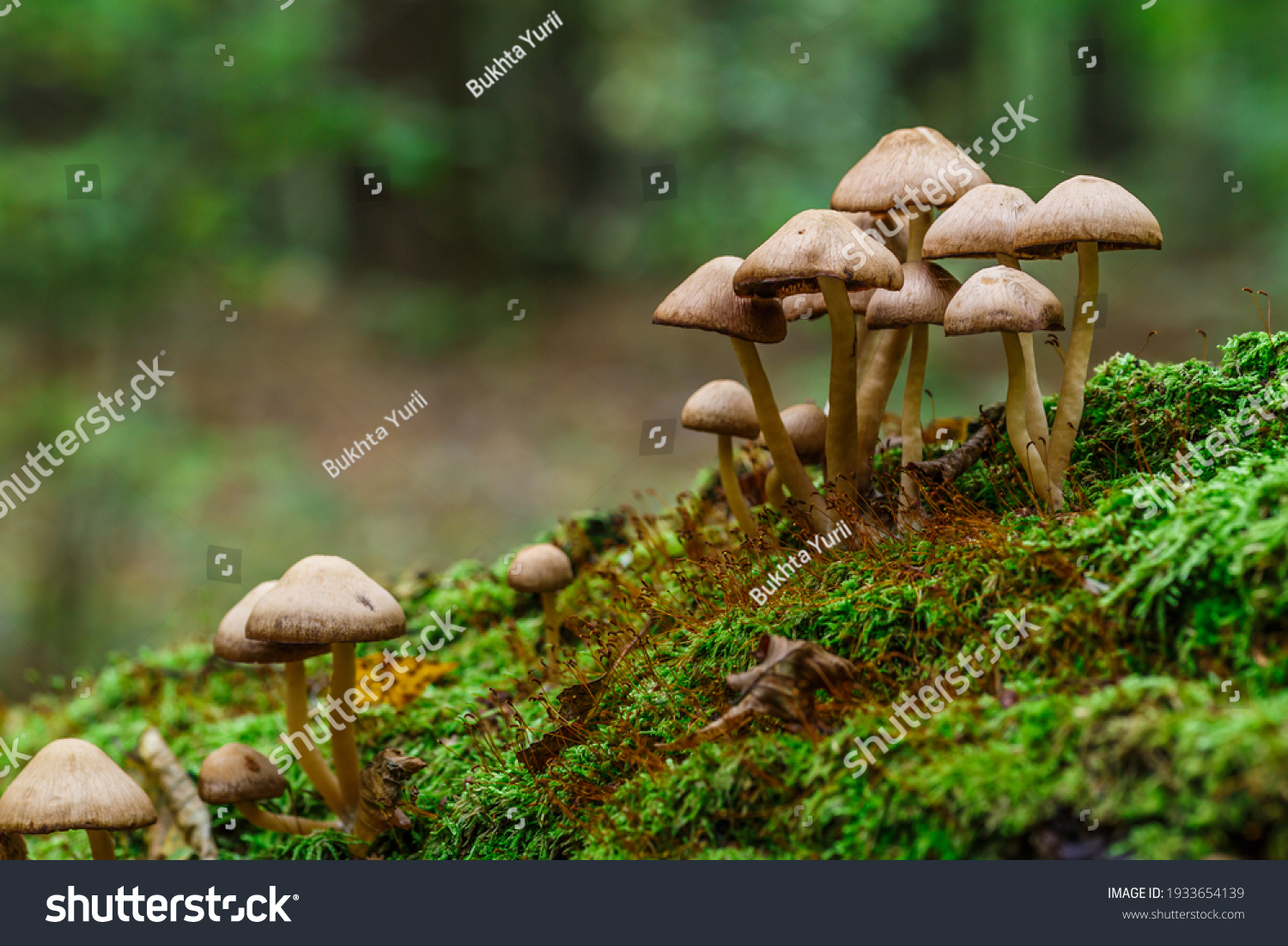 529 514 Mushroom Forest Images Stock Photos Vectors Shutterstock