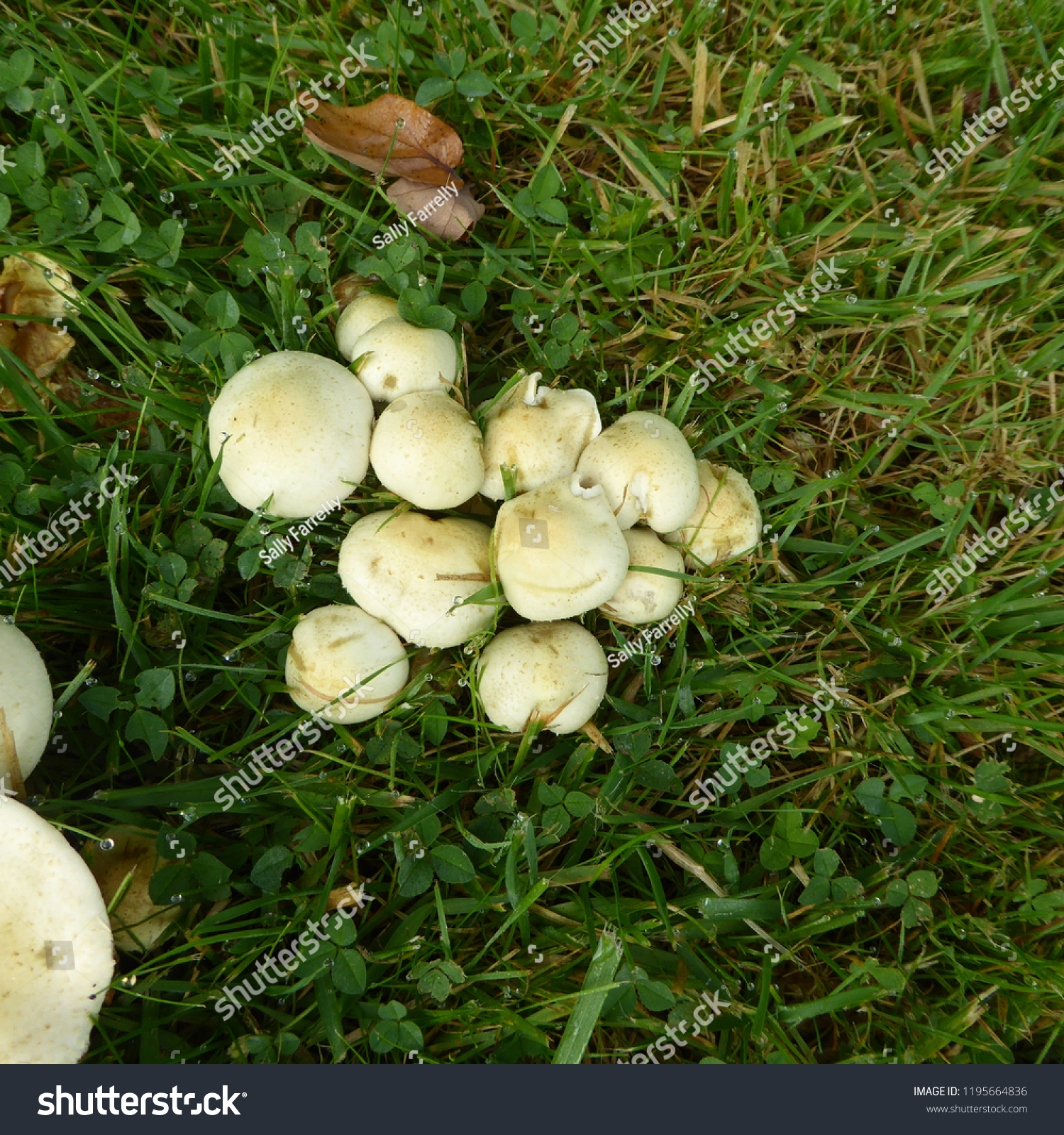 Mushrooms Growing On Garden Lawn Royalty Free Stock Image