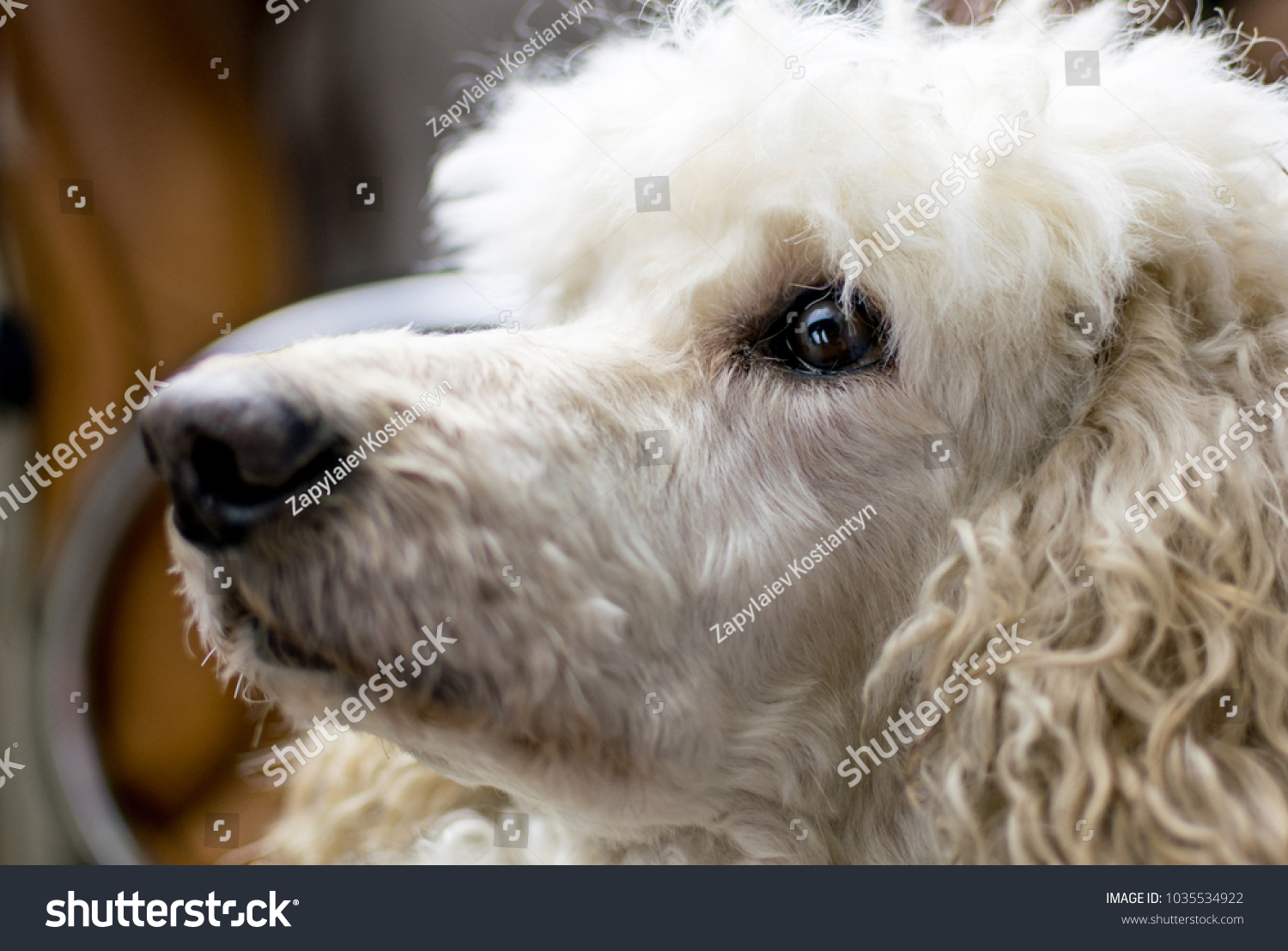 muzzle for toy poodle