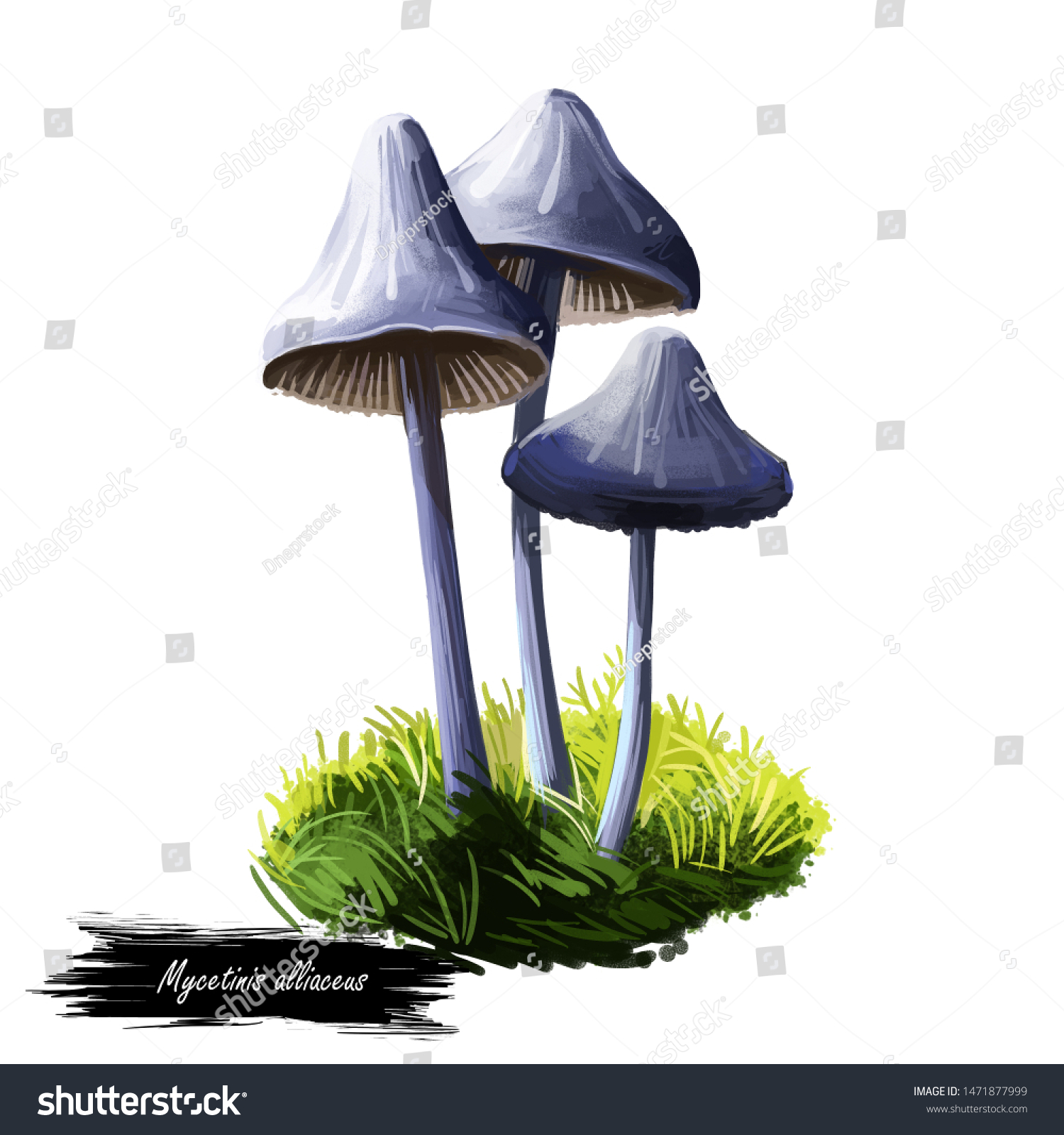 Featured image of post Realistic Botanical Drawings Realistic Mushroom Drawing