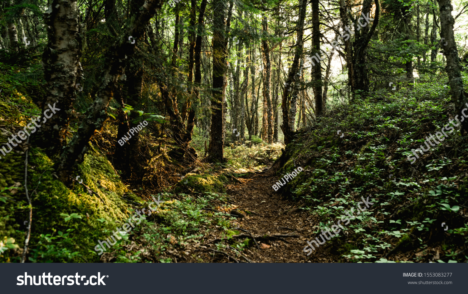 Mysterious Forest Pathway Forest Path Surrounded Stock Photo Edit Now