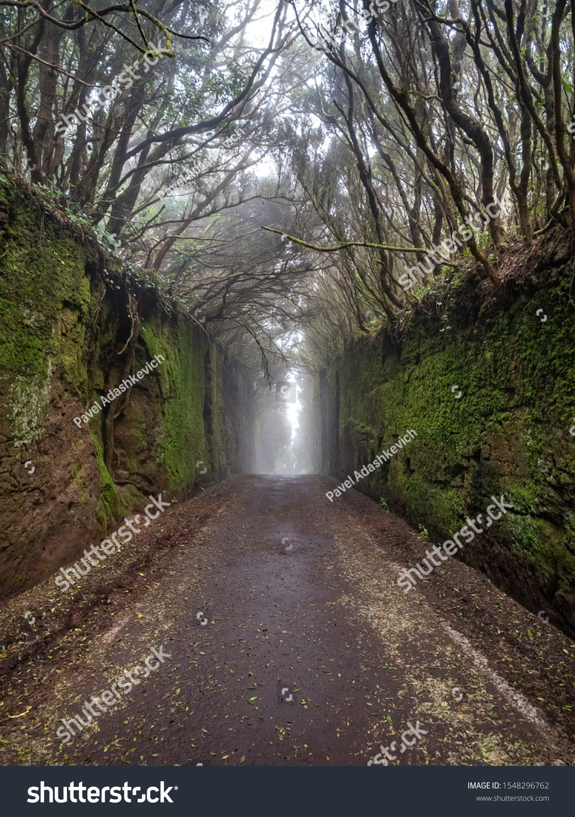 Mysterious Tunnel Mossy Rocks Trees Forest Stock Photo Edit Now