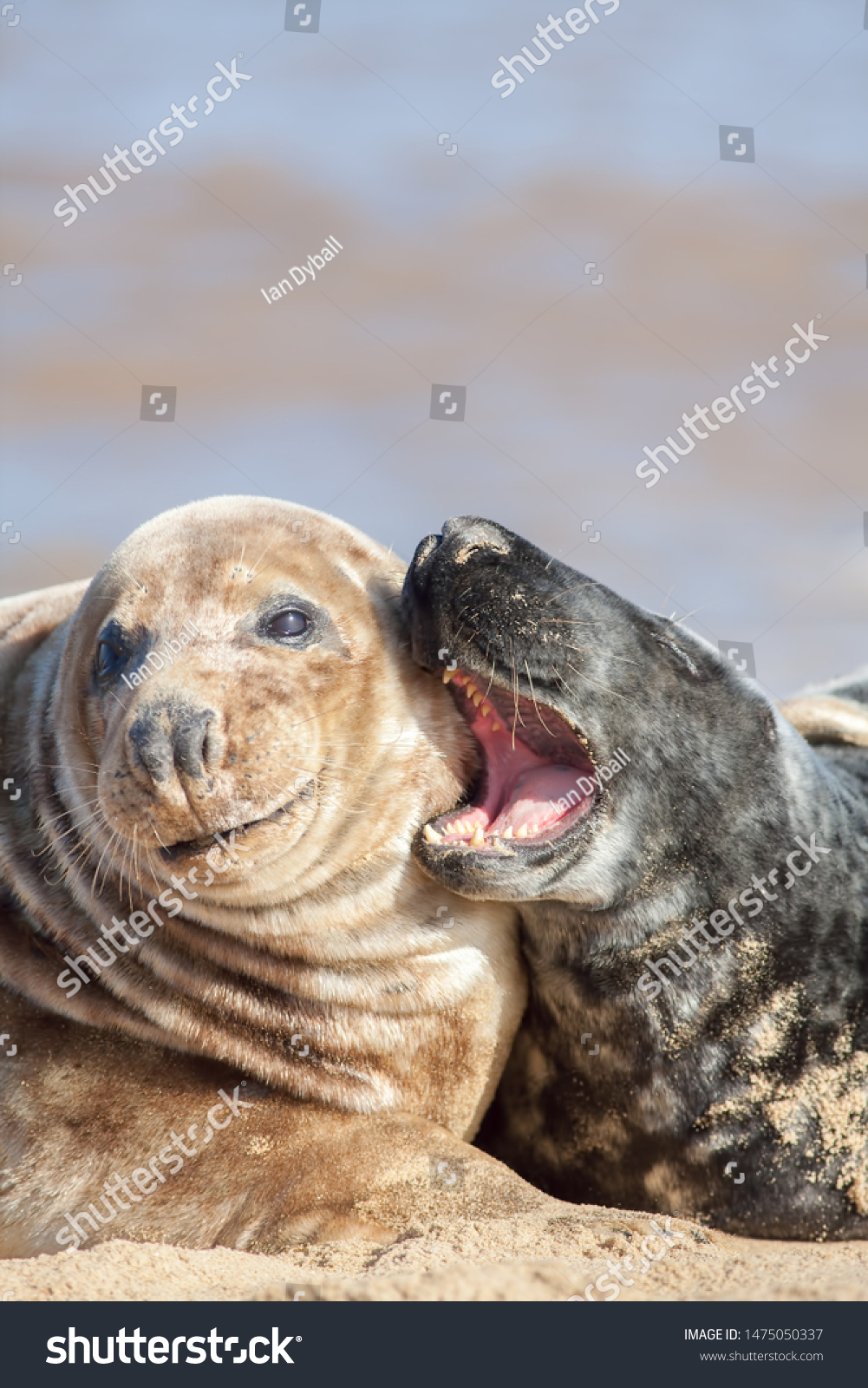 Girlfriend seal and Seal dating