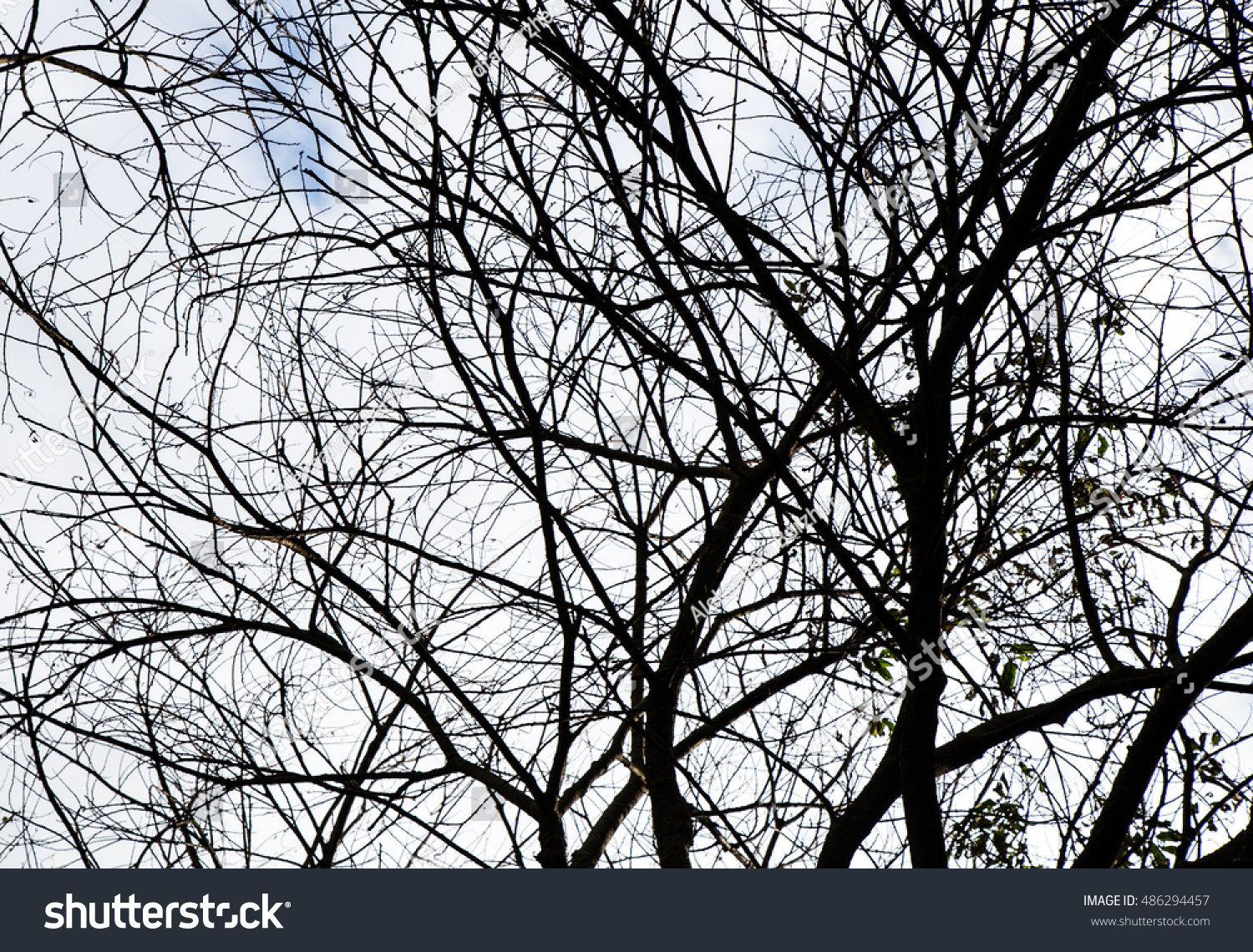 Naked Branches Tree Stock Photo Edit Now