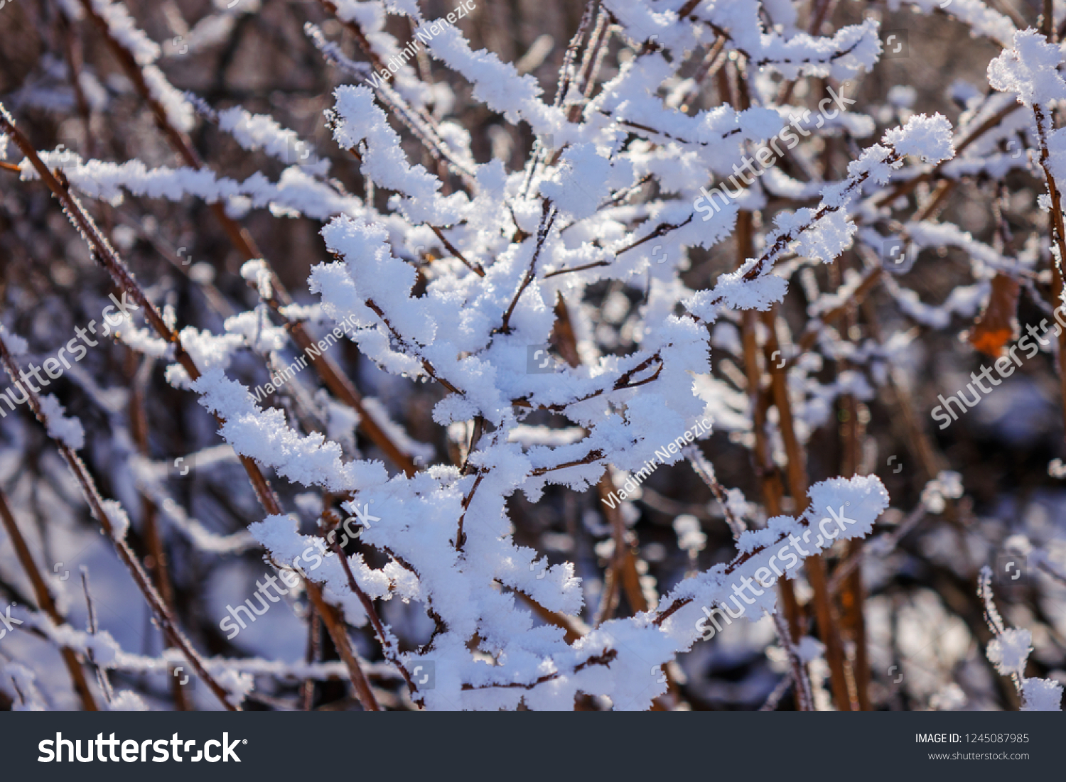 Naked Branches Bushes Trees Winter Note Stock Photo Shutterstock