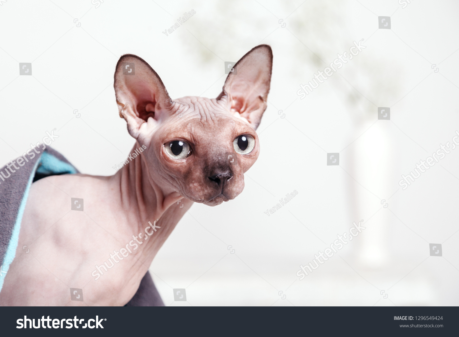 Naked Cat Breed Canadian Sphinx Sitting Stock Photo Shutterstock