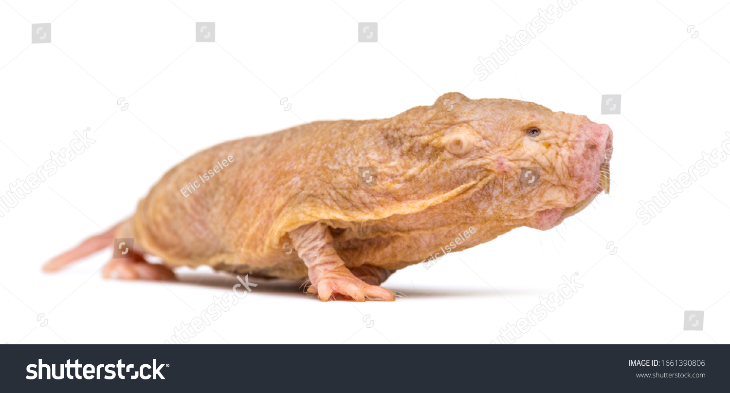 Naked Molerat Hairless Rat Isolated On Stock Photo Edit Now