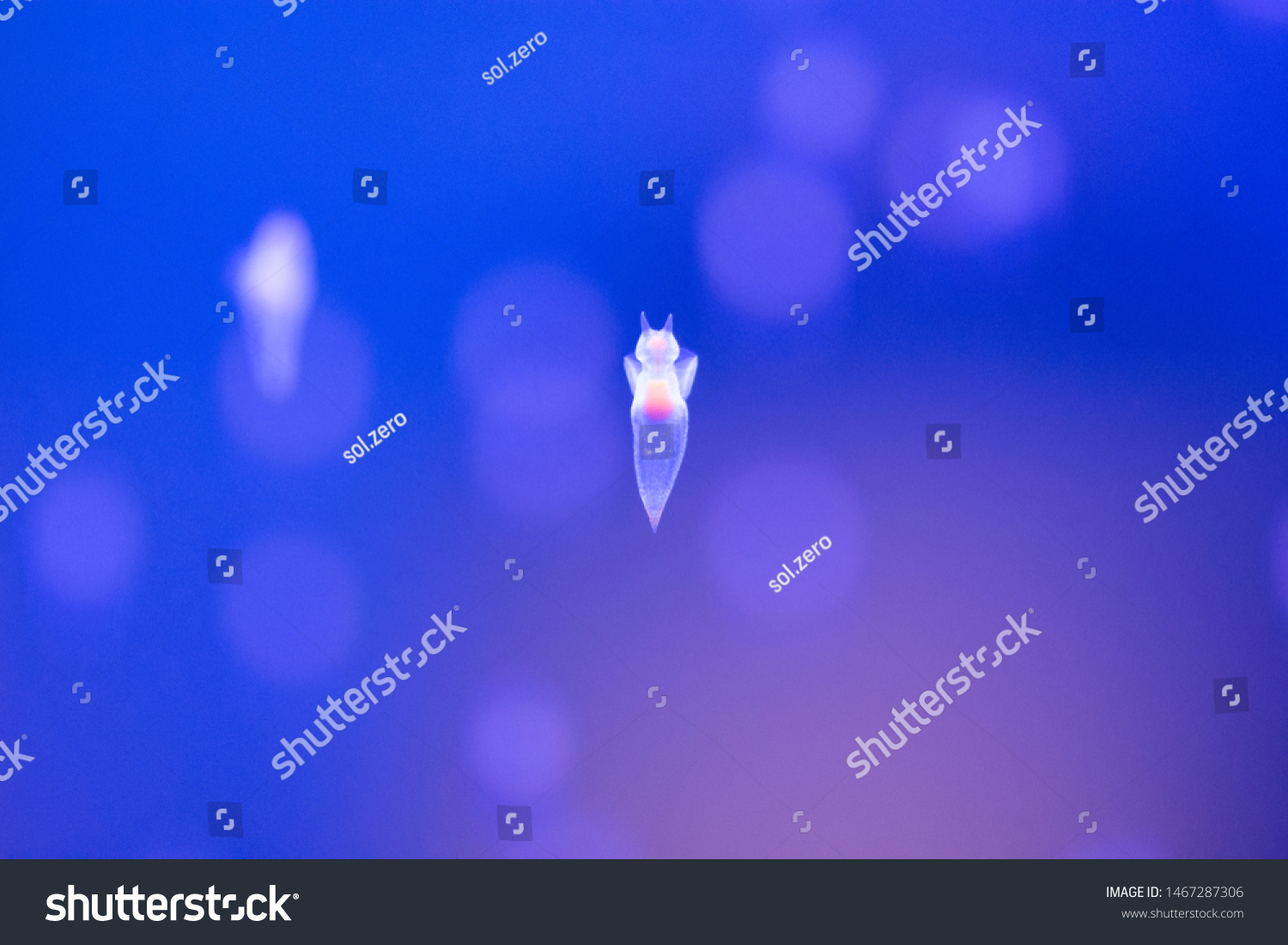 Naked Sea Butterfly Sea Angel Stock Photo Shutterstock