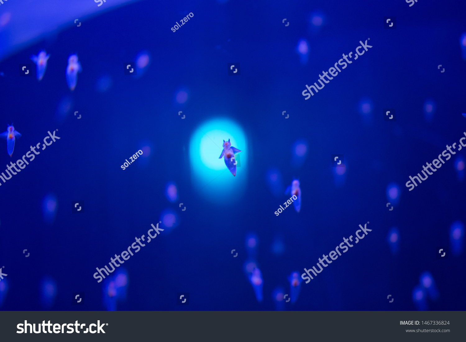 Naked Sea Butterfly Sea Angel Stock Photo Shutterstock