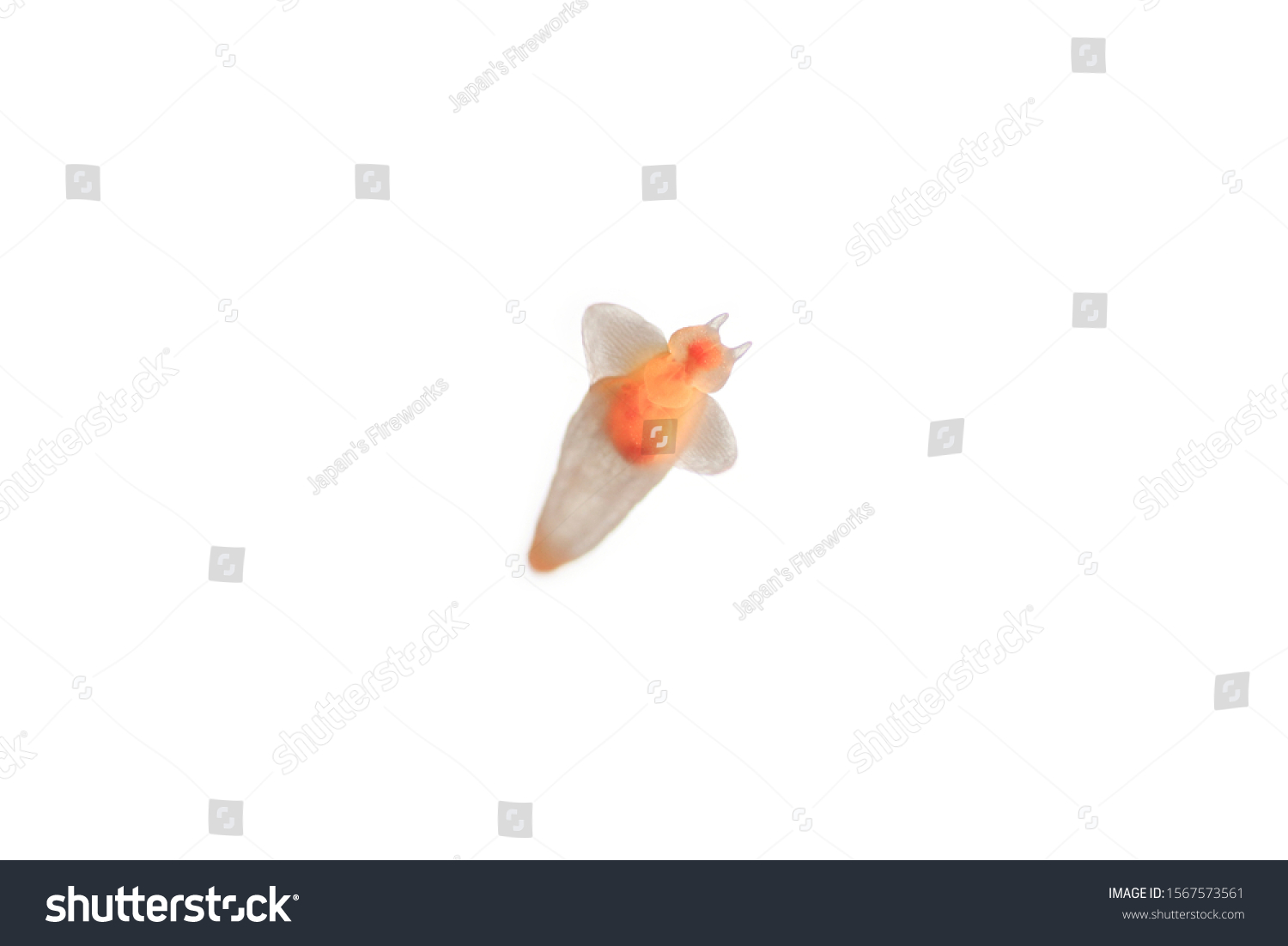 Naked Sea Butterfly Sea Angel Common Shutterstock