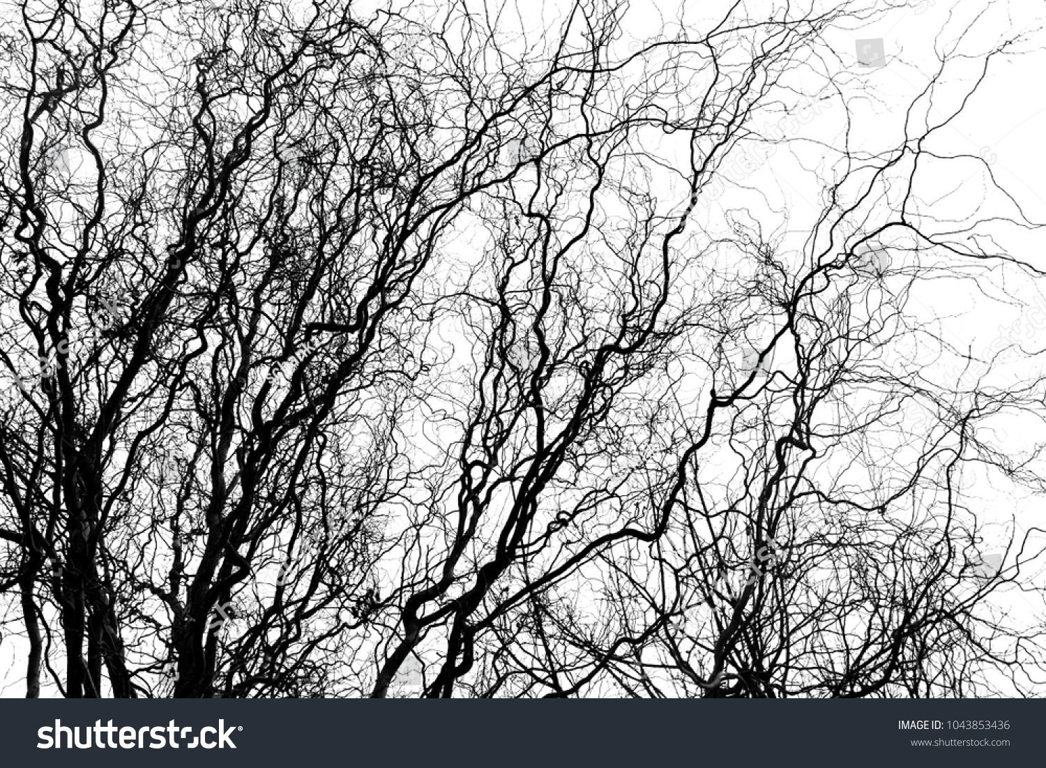 Naked Tree Branches On White Background ภาพสตอก Shutterstock