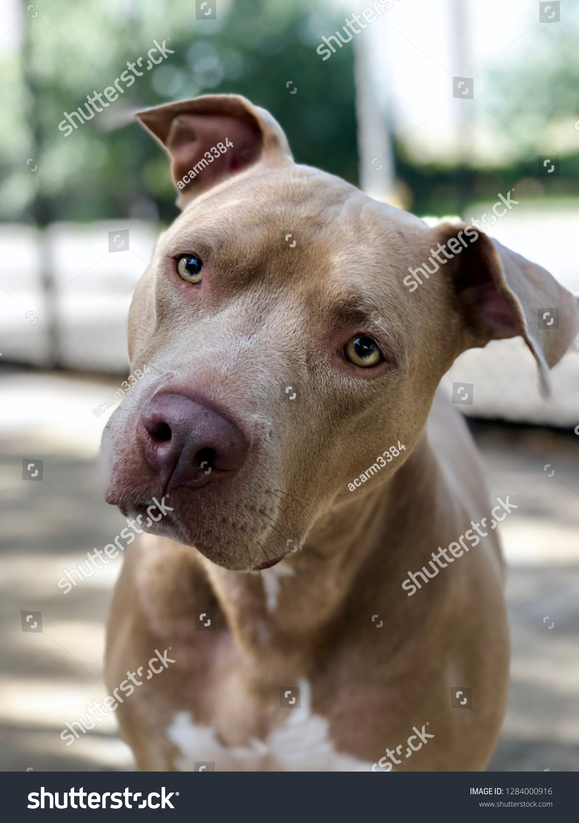 blue fawn pitbull terrier