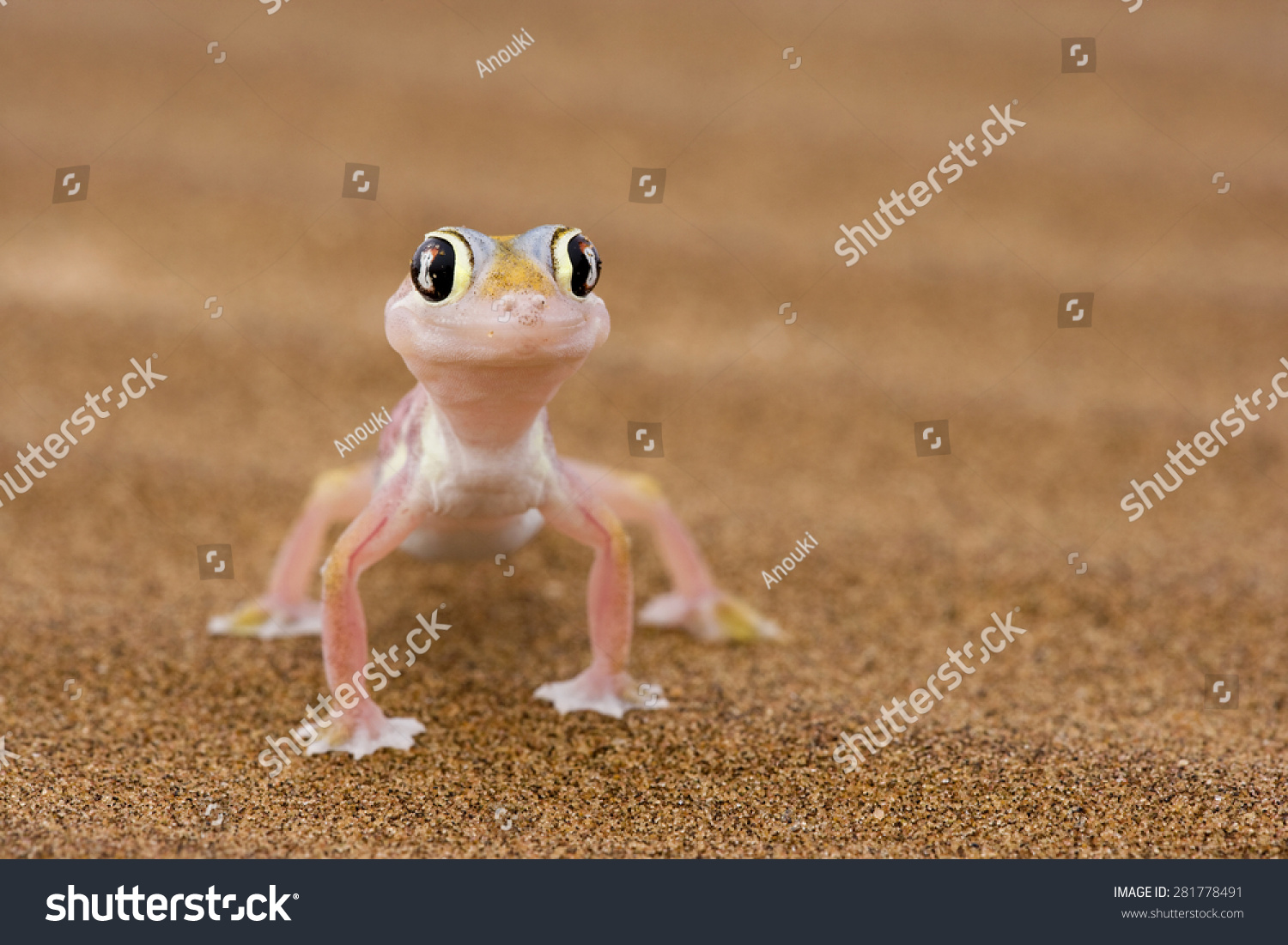 Namib Dune Gecko Images, Stock Photos & Vectors | Shutterstock