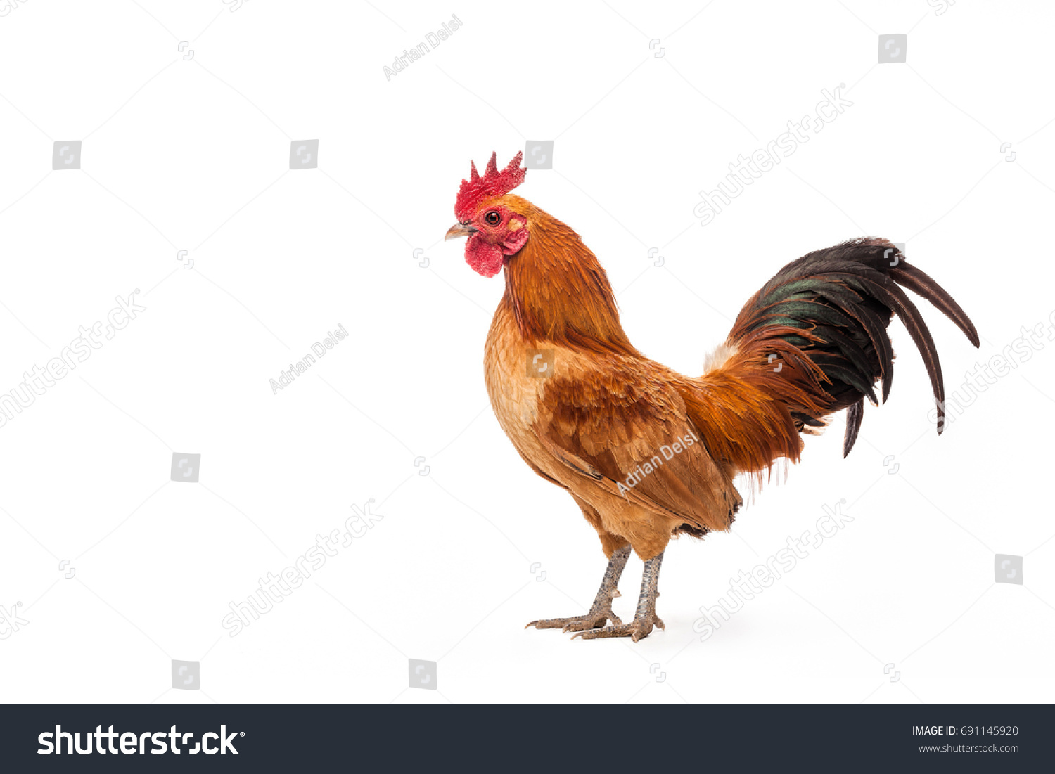 Nankin Bantam Chicken Profile View Stock Photo 691145920 | Shutterstock