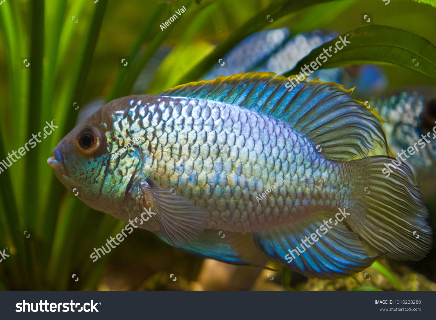 Nannacara Anomala Neon Blue Freshwater Cichlid Stock Photo (Edit Now ...