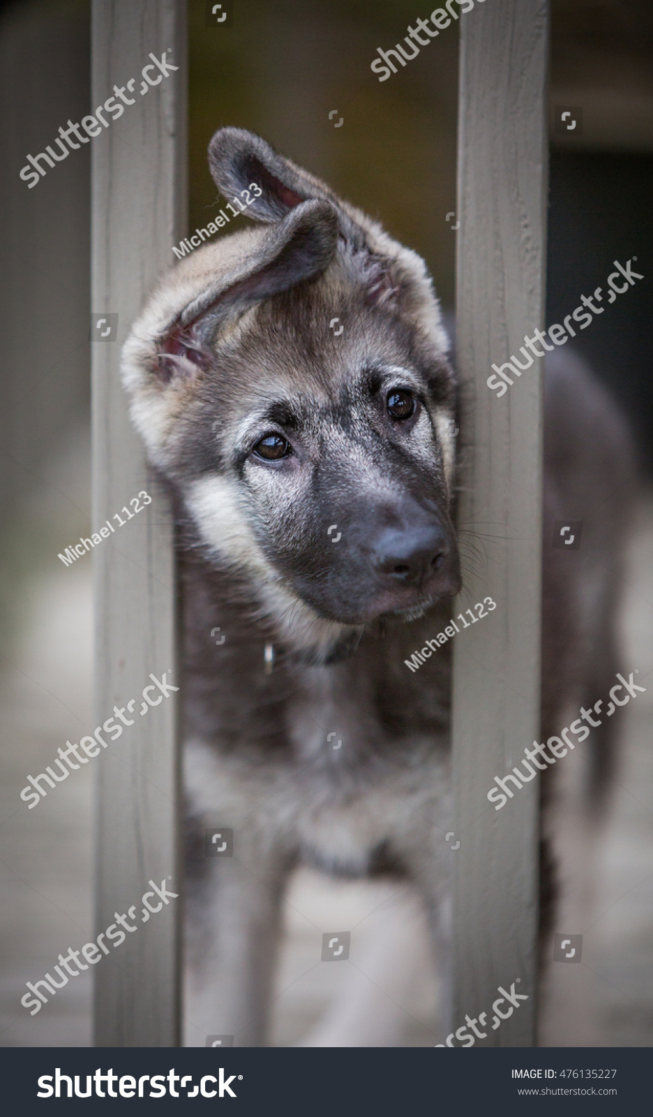 Nanook North 12 Week Old Shiloh Stock Photo Edit Now 476135227