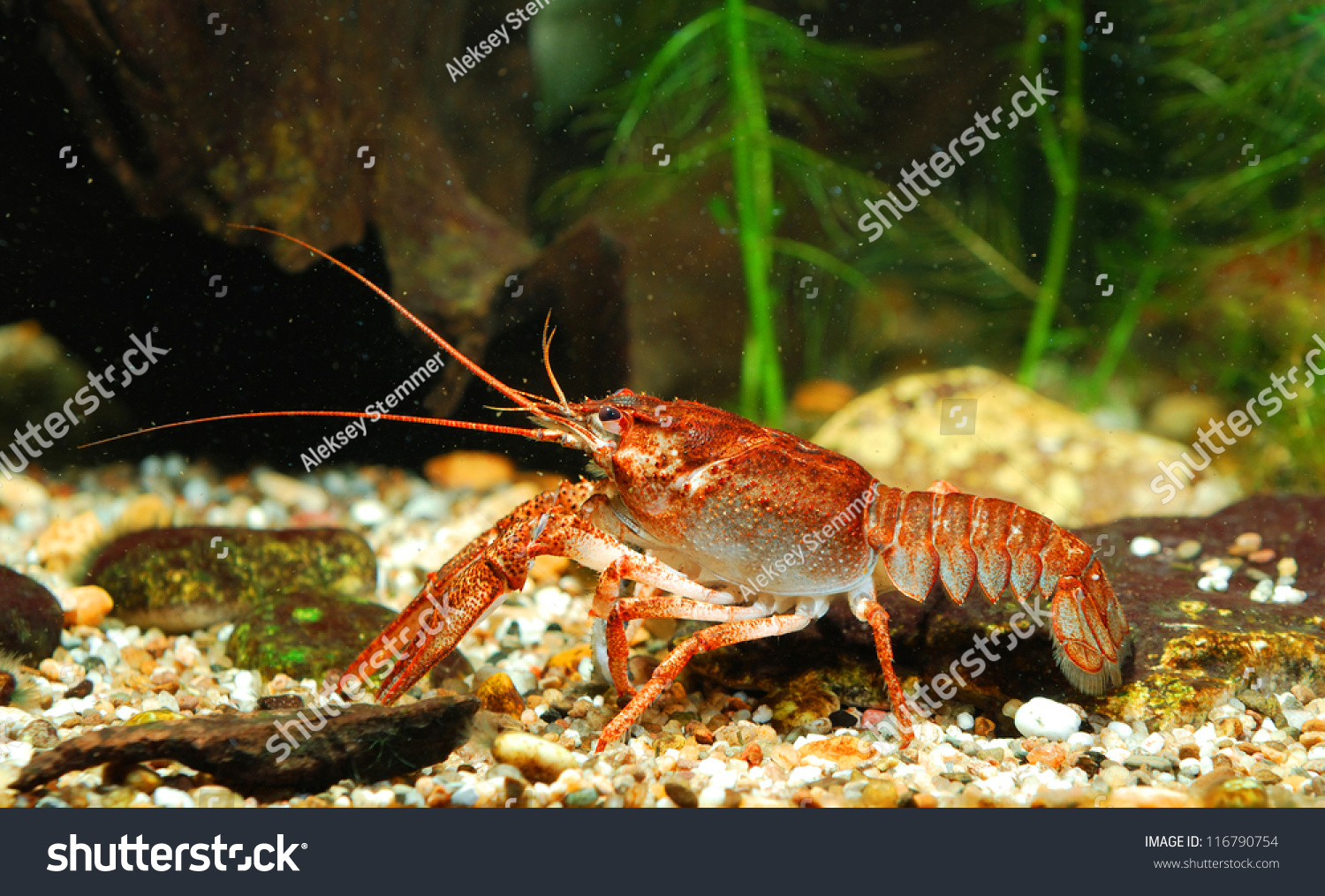 Narrow-Clawed Crayfish Astacus Leptodactylus In Nature Stock Photo ...