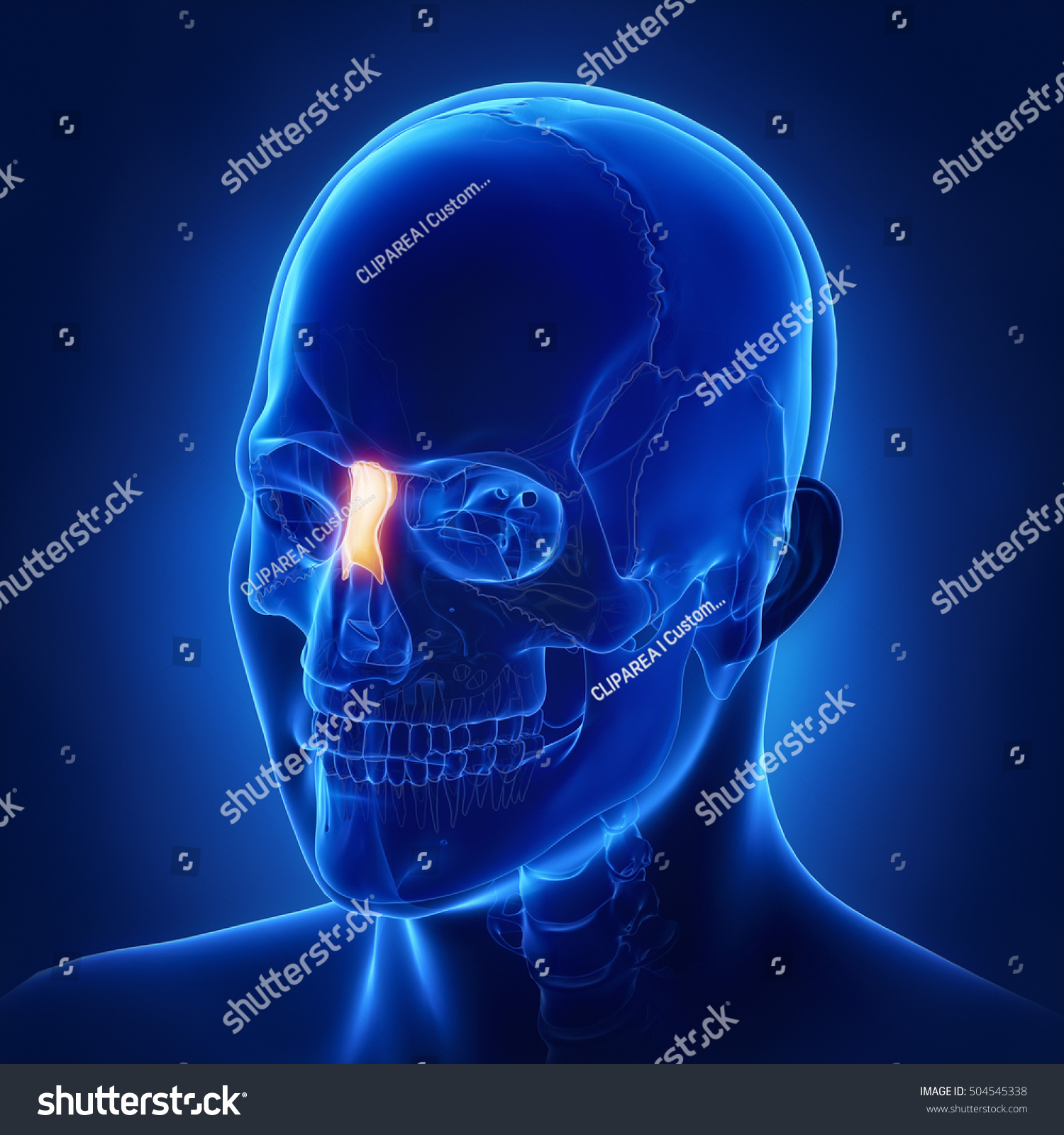 38 Os nasal Images, Stock Photos & Vectors | Shutterstock