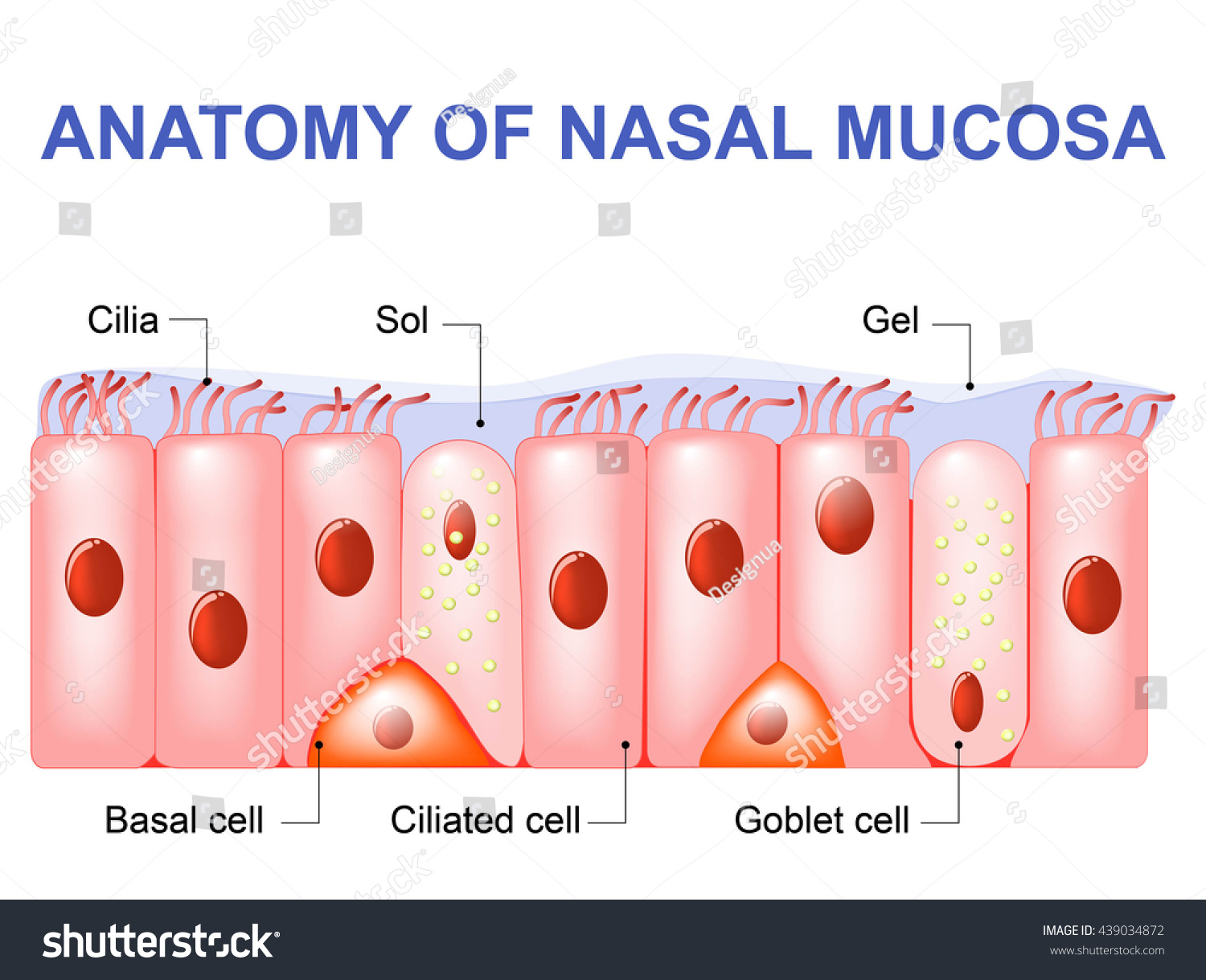 Nasal Mucosa Cells Ciliated Basal Goblet Stock Illustration 439034872 ...