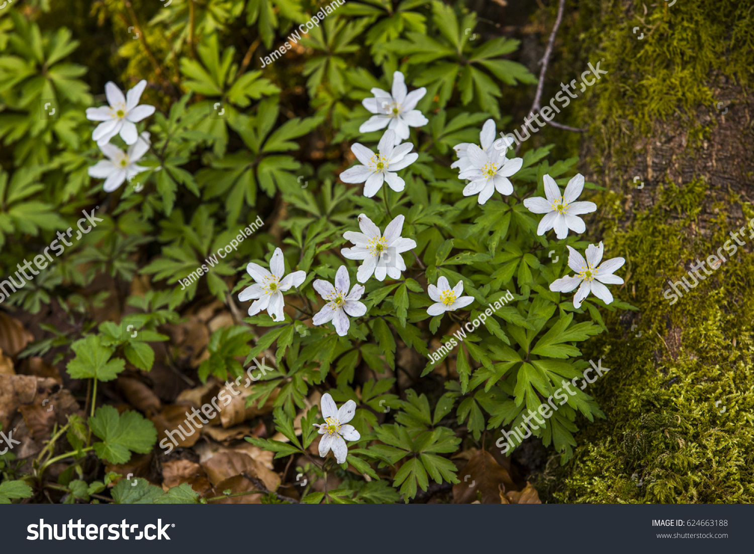 Native Woodland Plant Uk Which Flowers Stock Photo Edit Now 624663188