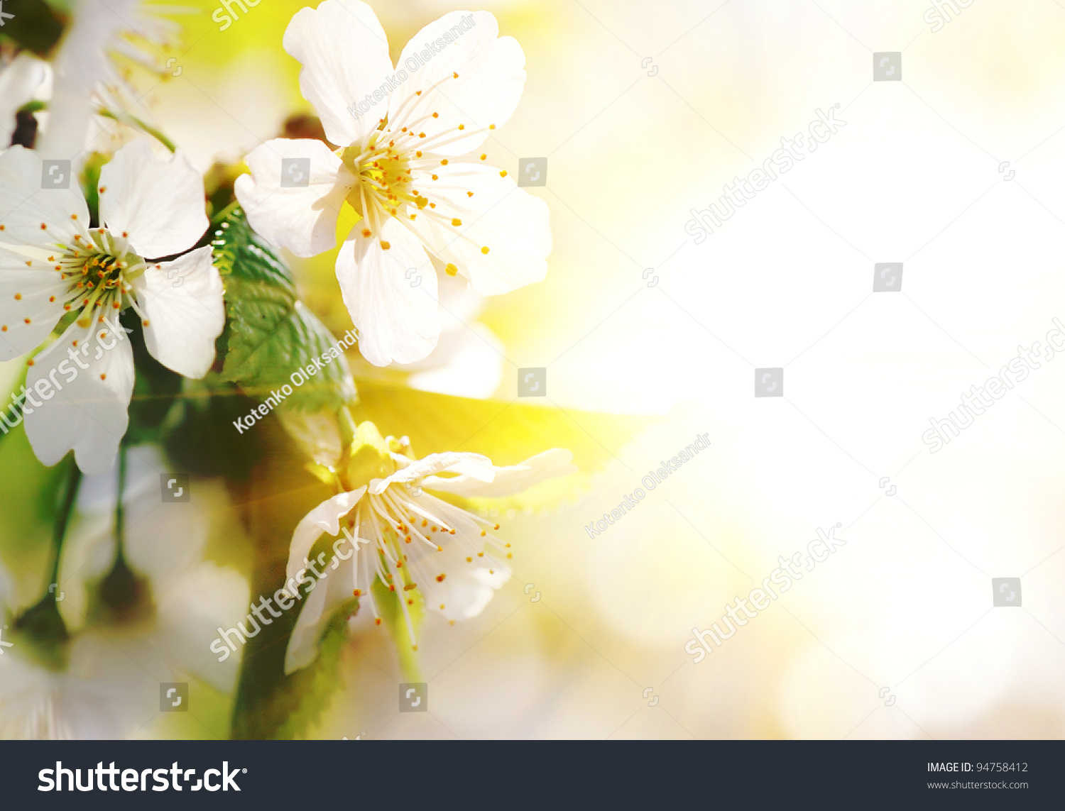  Cream Resting Curve Template Design Featuring Natural for Design with a Blossoming Branch