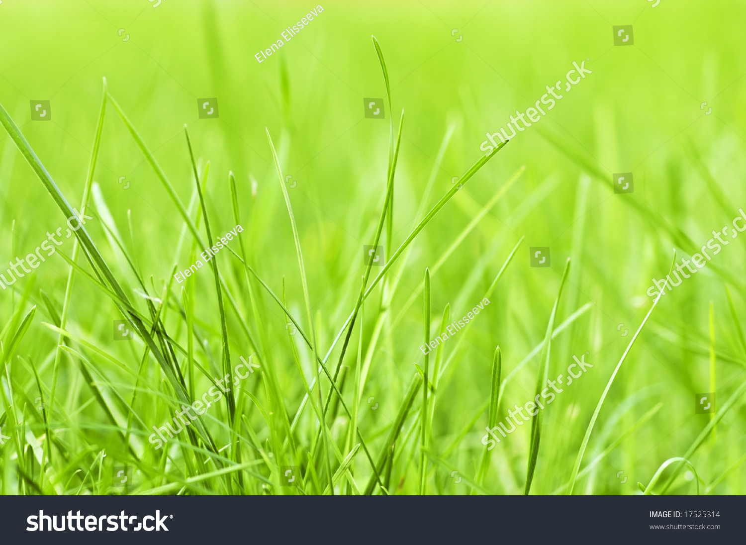 Natural Background Of Green Grass Blades Close Up Stock Photo 17525314