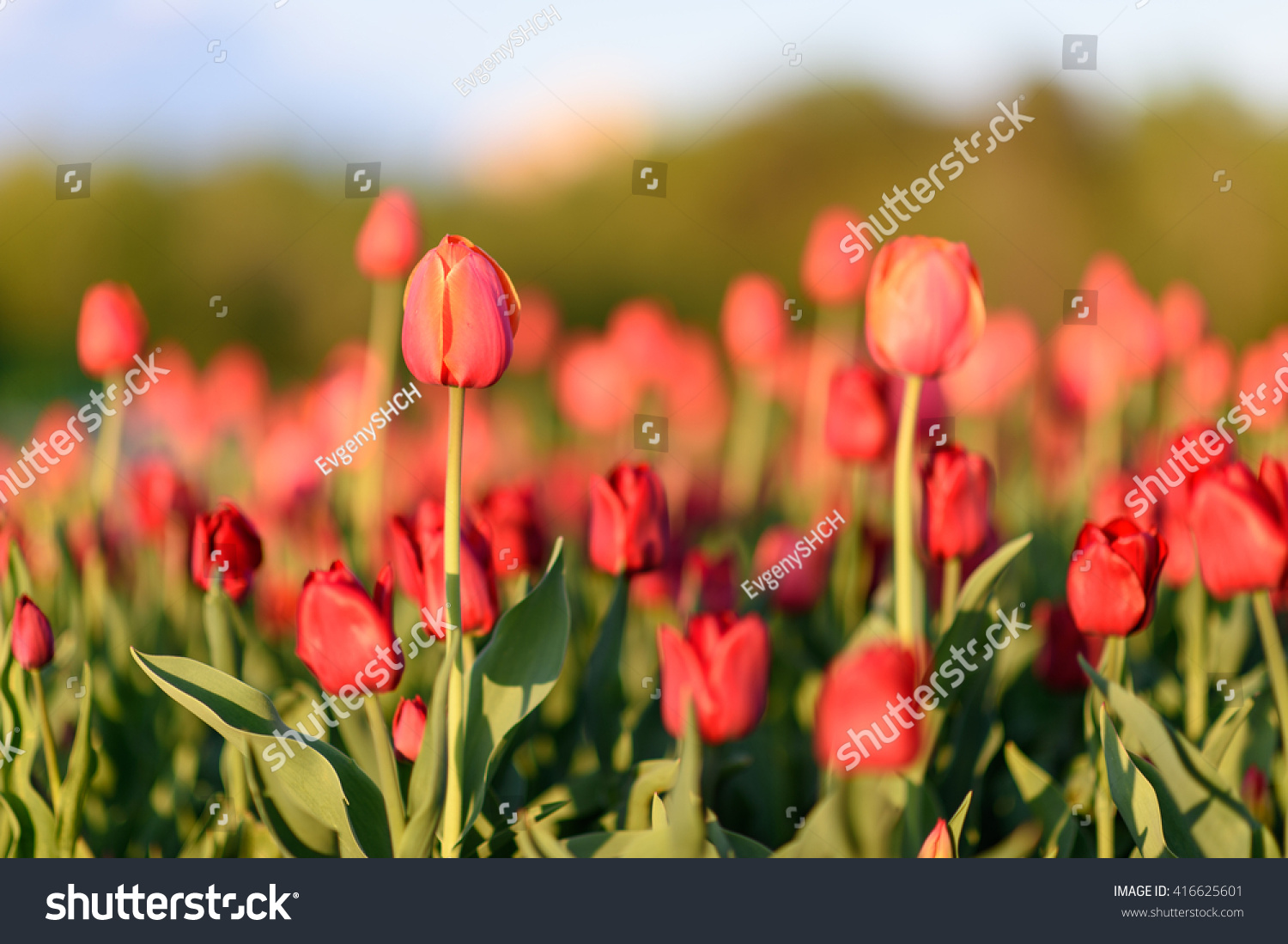 Natural Flowers Background Amazing Nature View Stock Photo