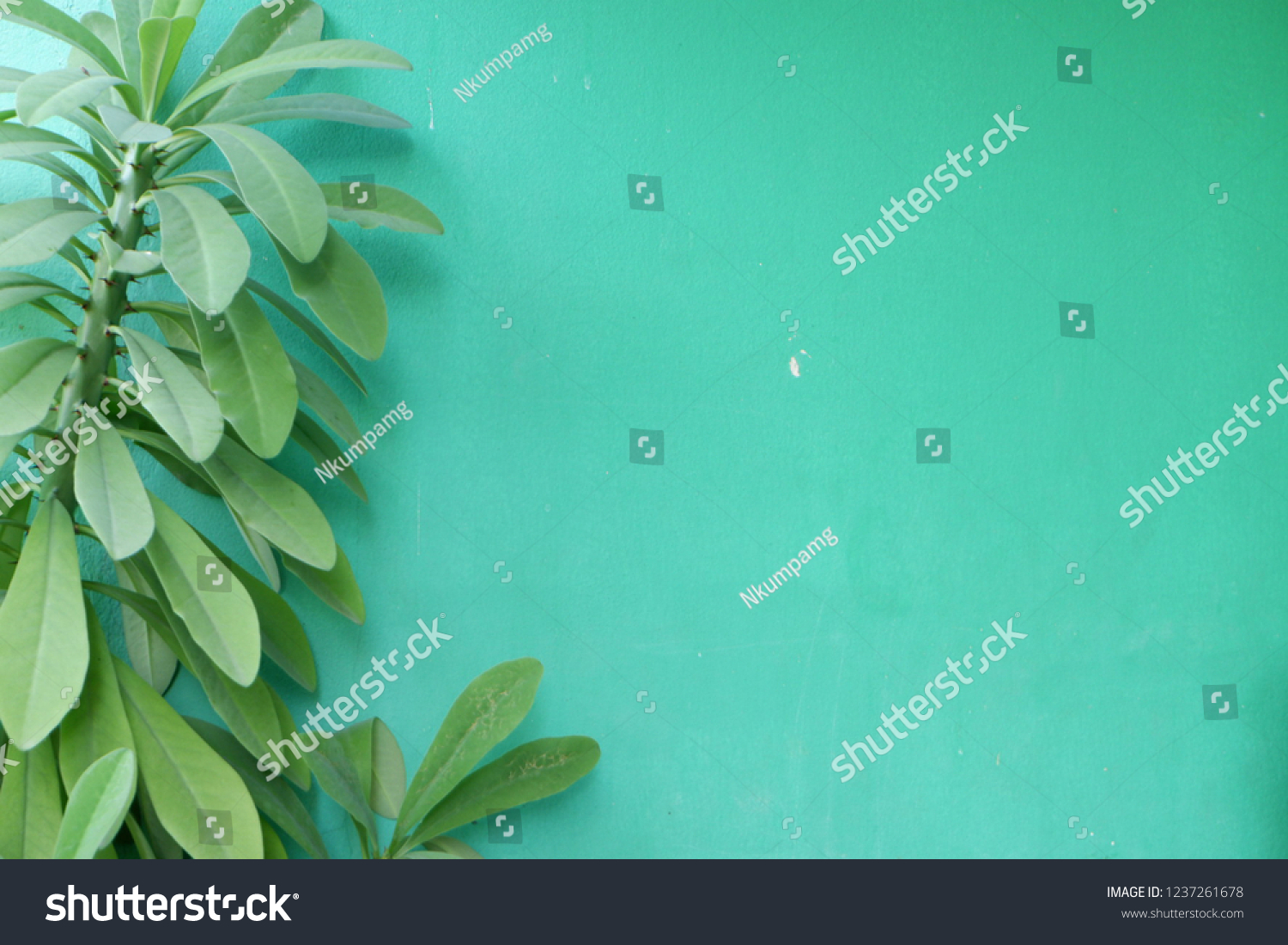 natural-green-background-stock-photo-1237261678-shutterstock