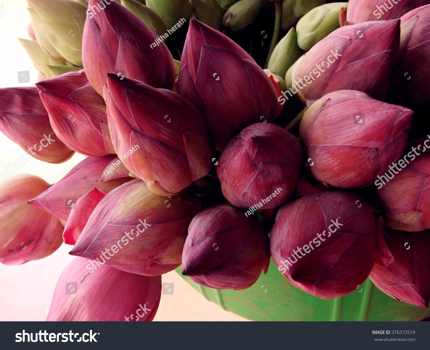 Natural Leaf Flowers Very Beautiful Green Stock Photo Edit Now 376372519