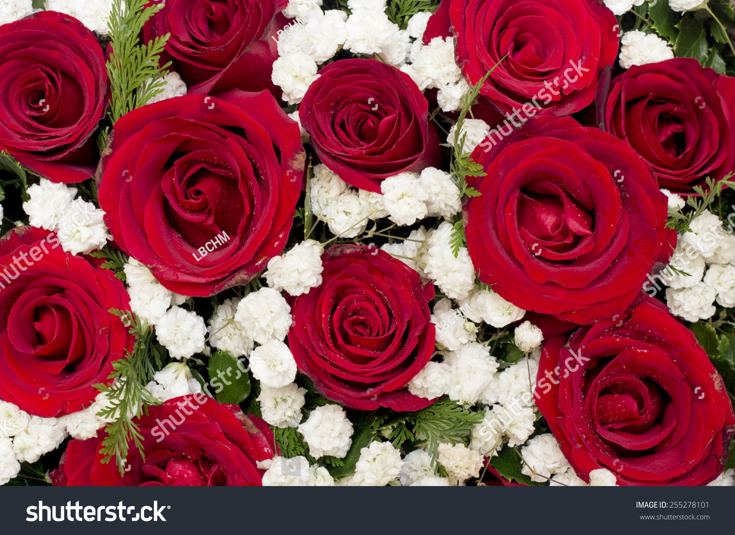 Natural Red Roses White Flower Background Stock Photo Edit Now